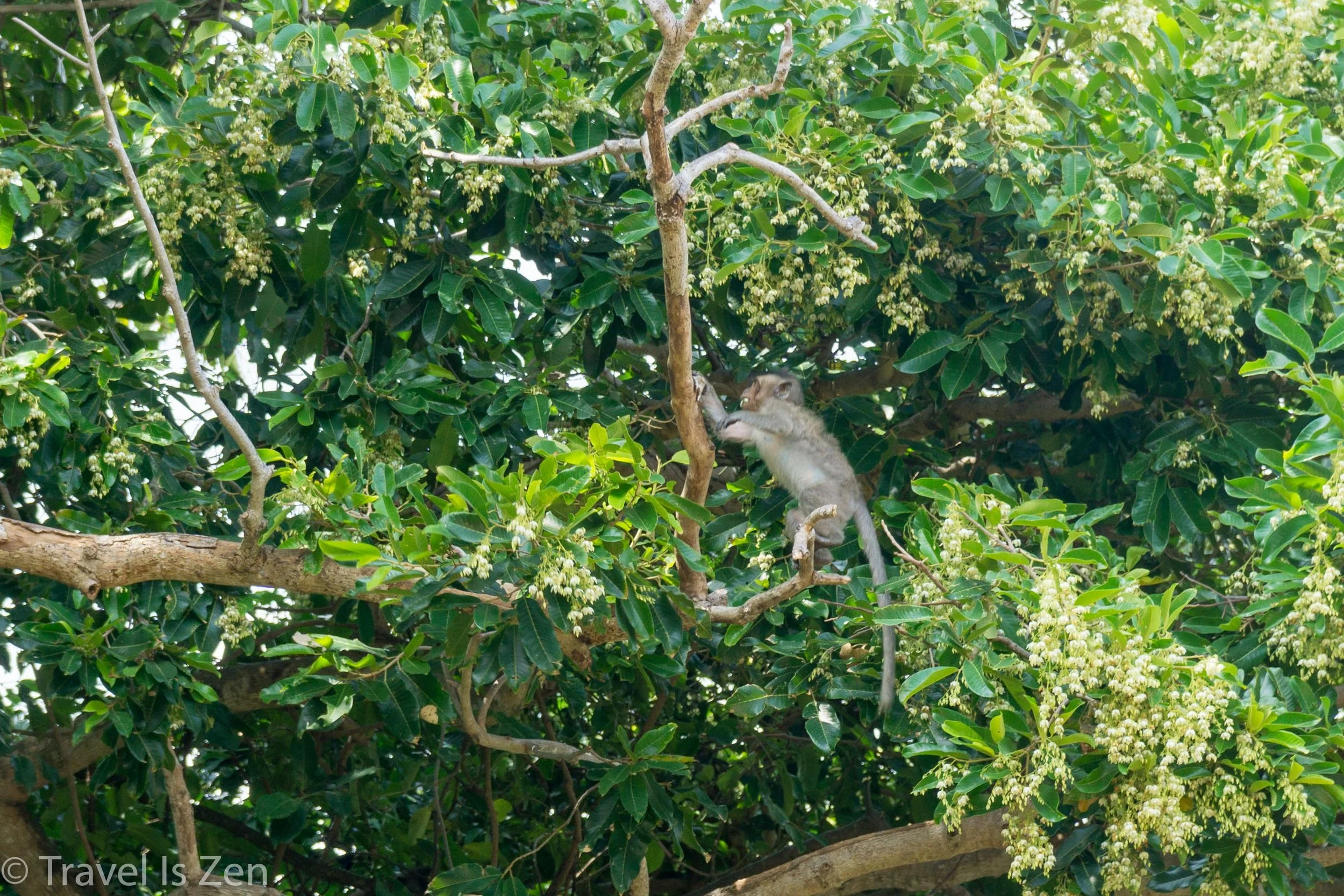 Macaque Monkey