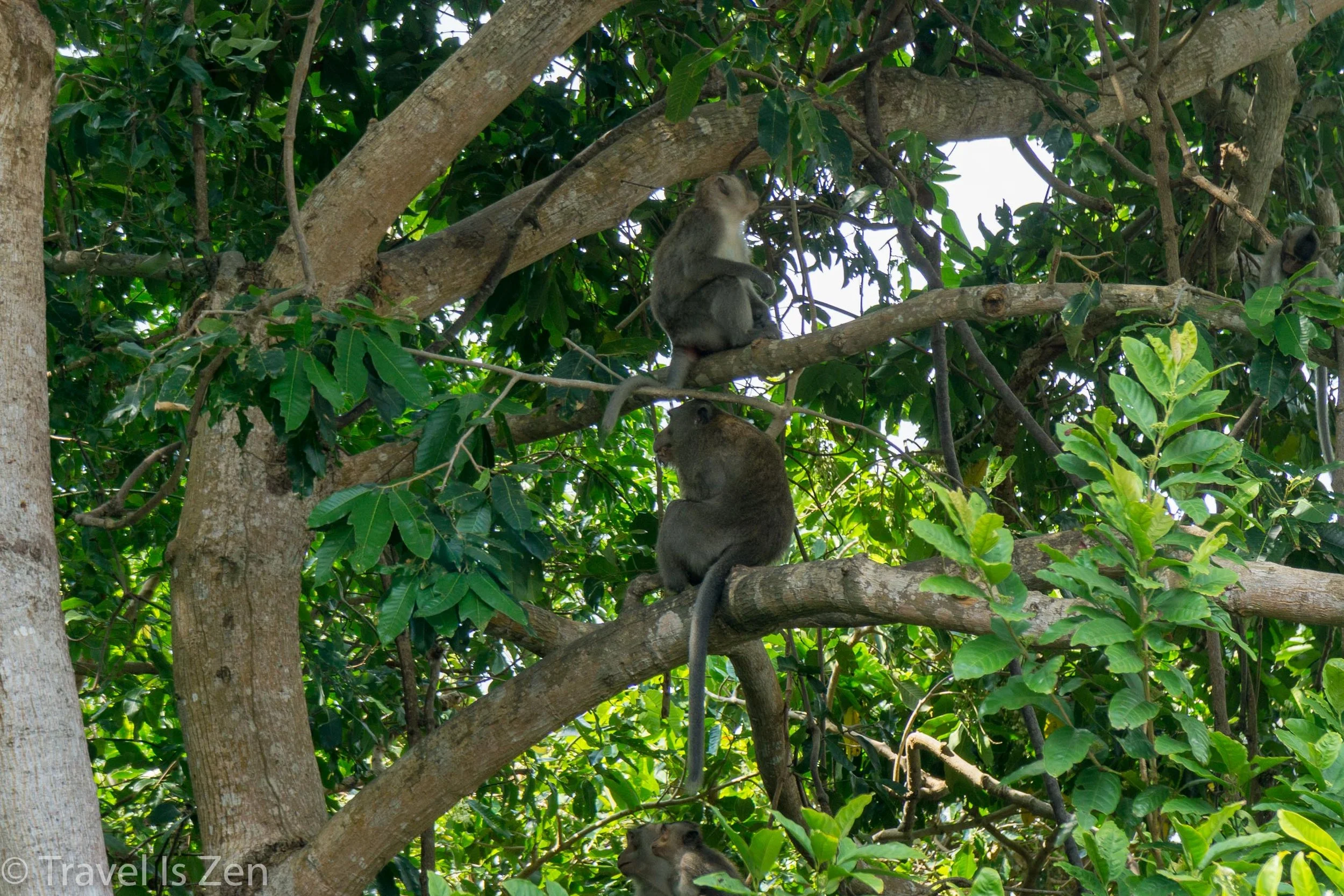 Macaque Monkeys