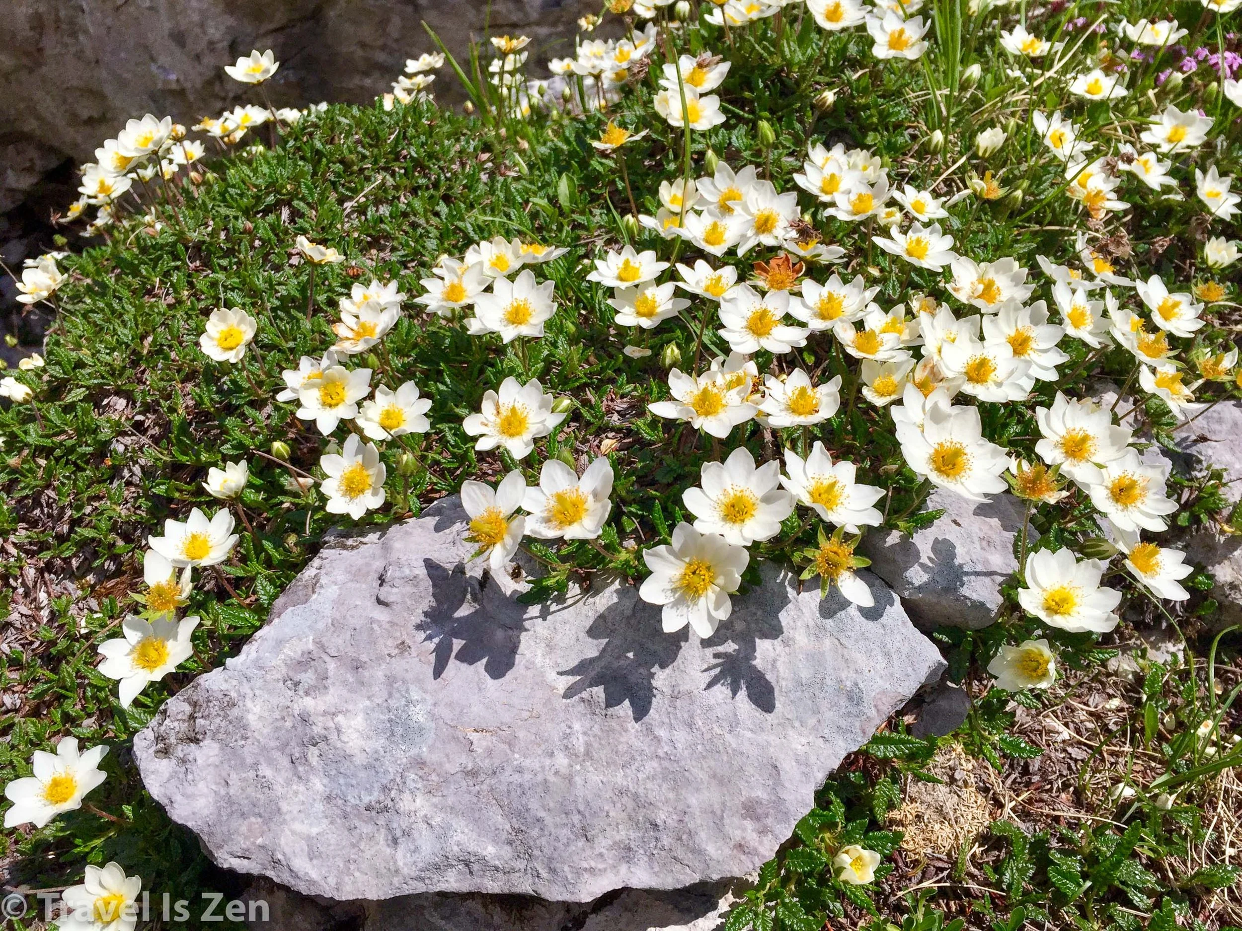 alpine flowers