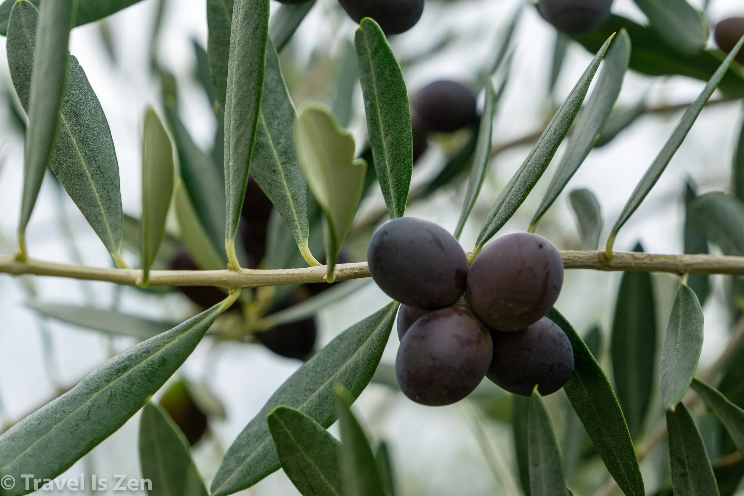 olives