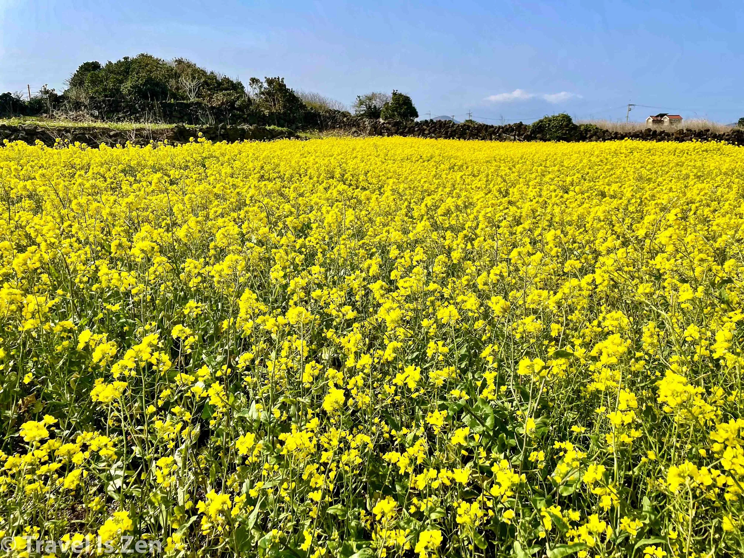 Jeju Olle Gil-57.jpg