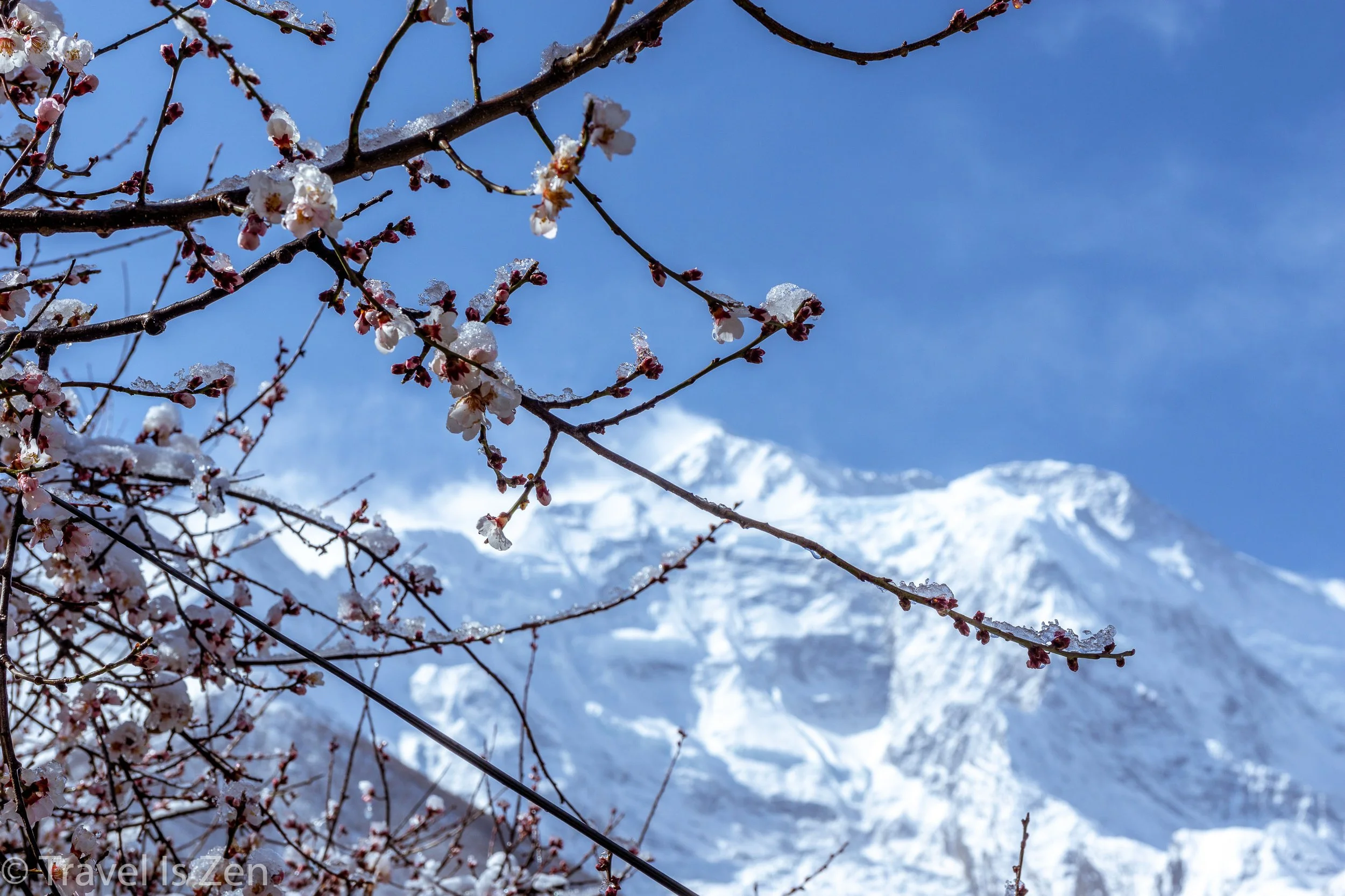 The Breath and the Bloom