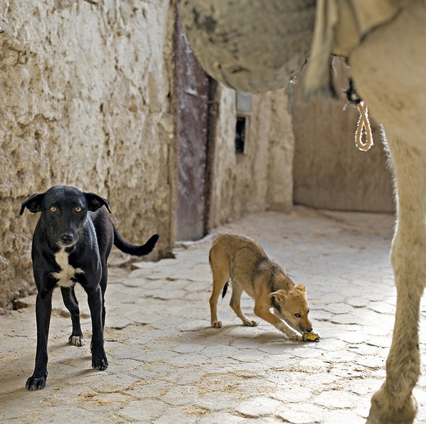 Dogs and mule. Morocco
