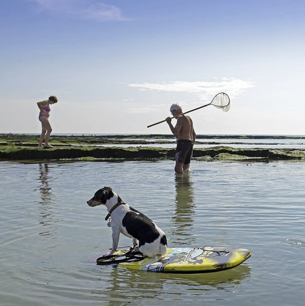 Dog on boogie board, France.