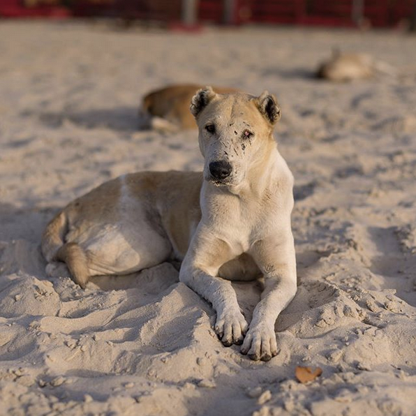 Life may have been full of hard knocks, but this dog knew how to pick itself up again. Dog with dignity, The Gambia.