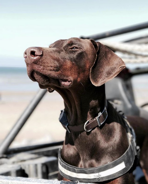 Dog smelling the salty breeze, England.