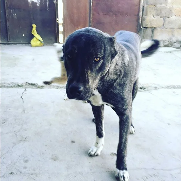 Street dog, Armenia.