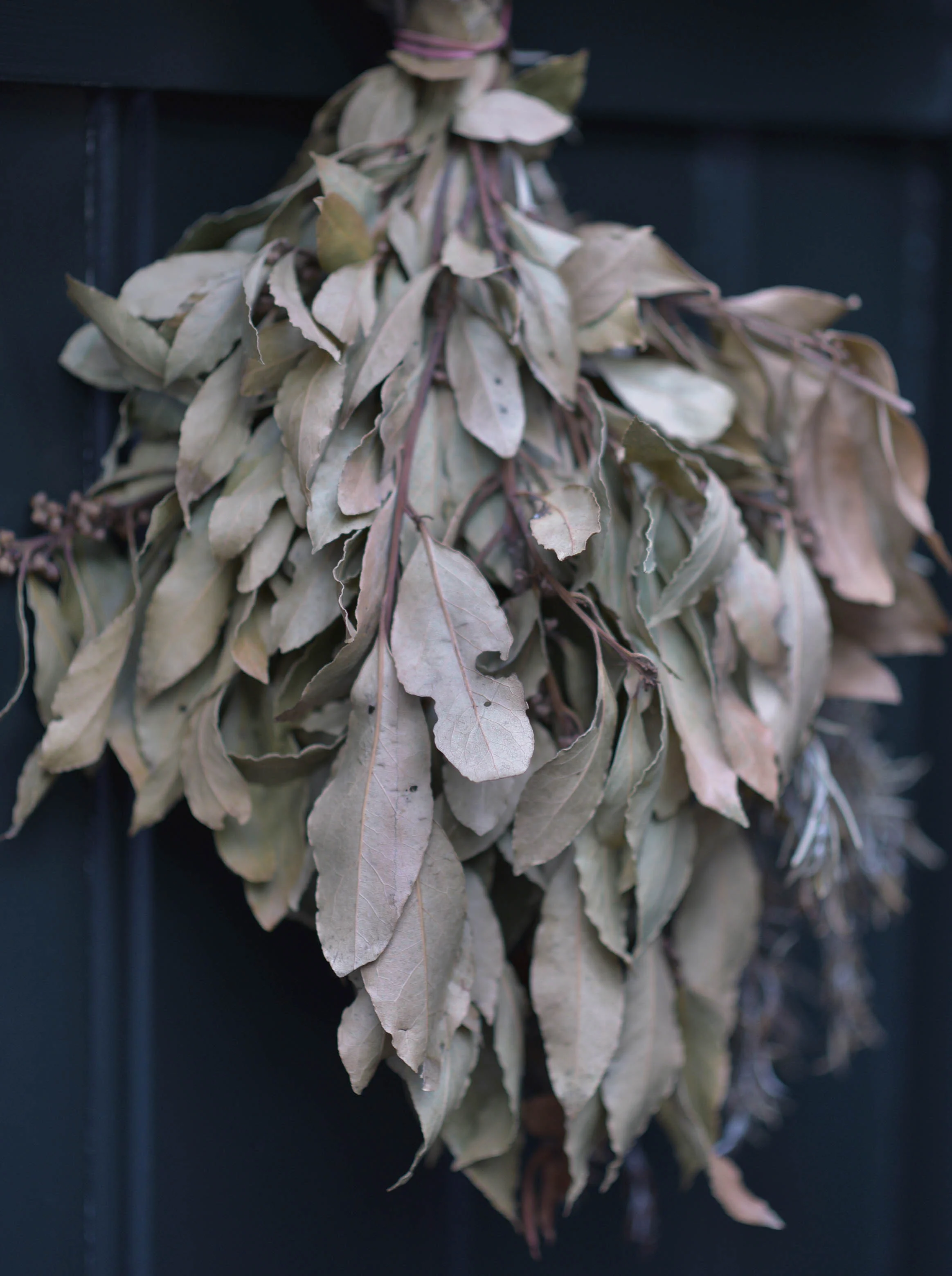 "Foraging is a full-body sensory experience, as well as an act of rebellion" FRUITS OF THE FORAGE by Fergus Drennan Photographs by Piers Golden Interviews Sam Hoad