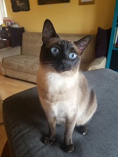 Dot!