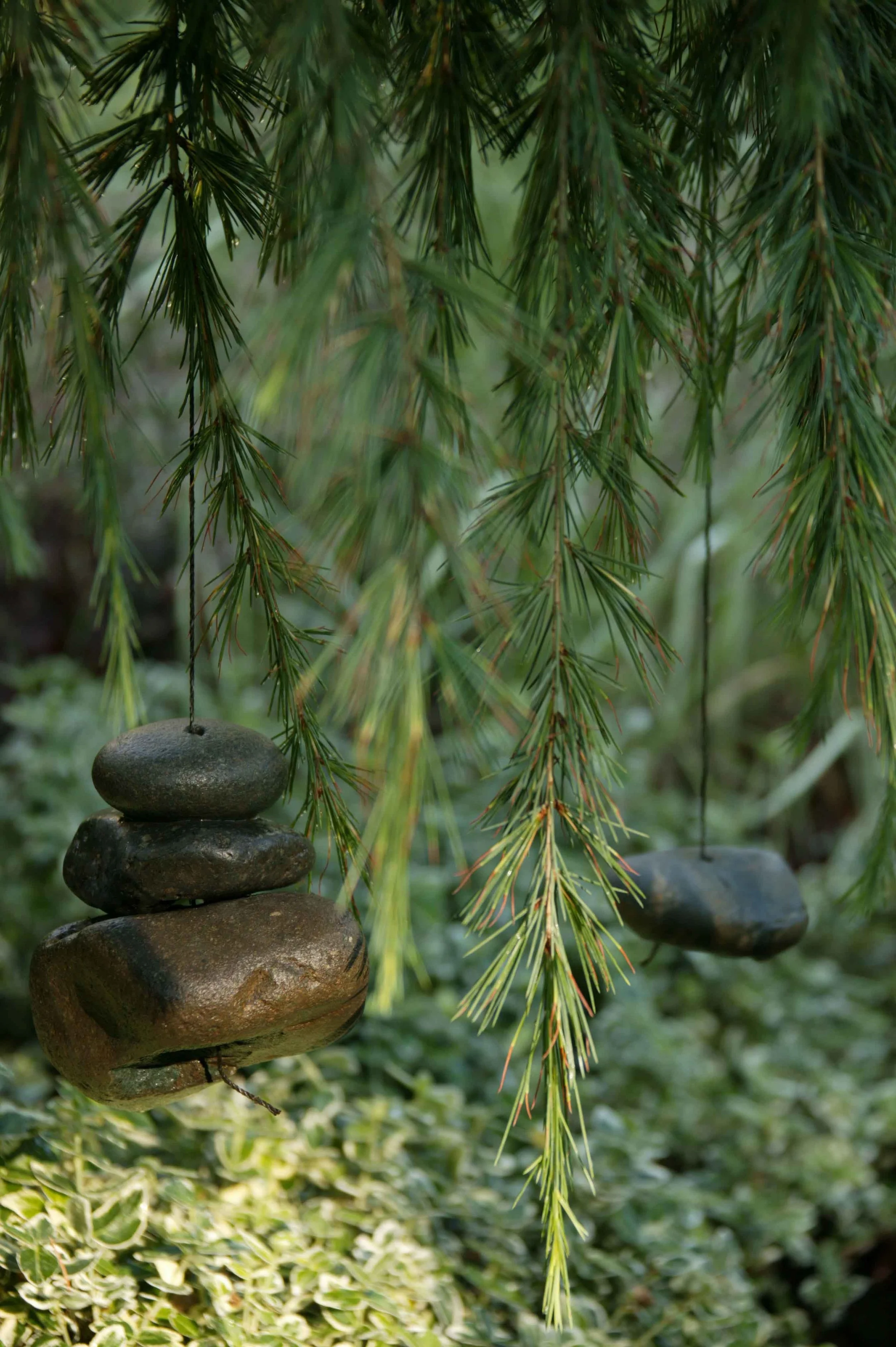 4 Rock weights on cedar.jpg