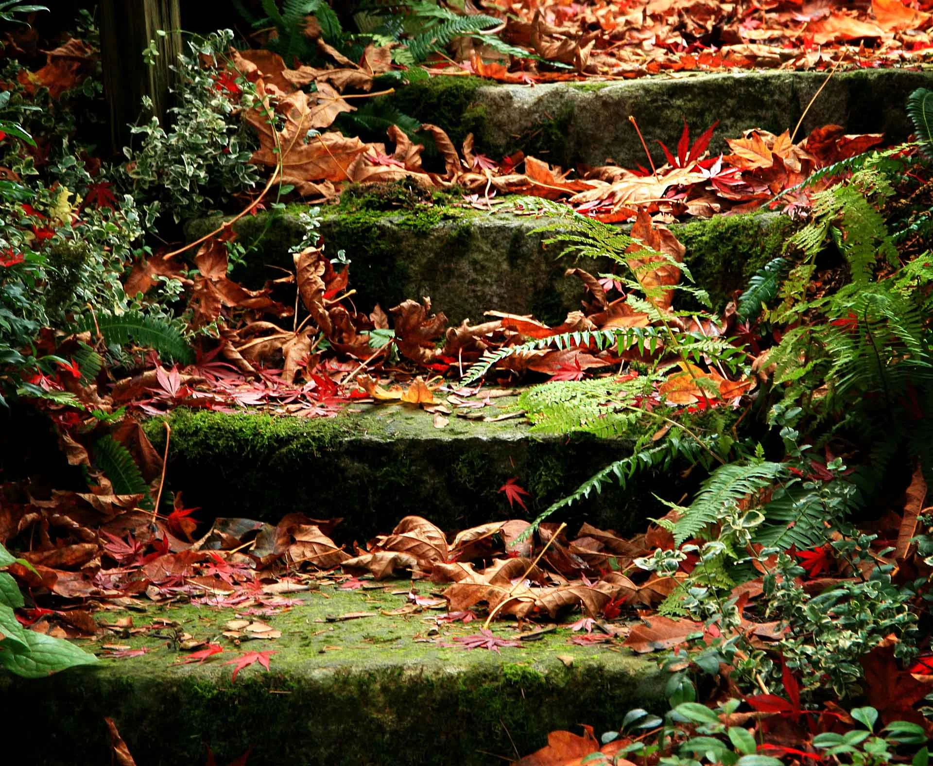 14 farm moss steps.jpg