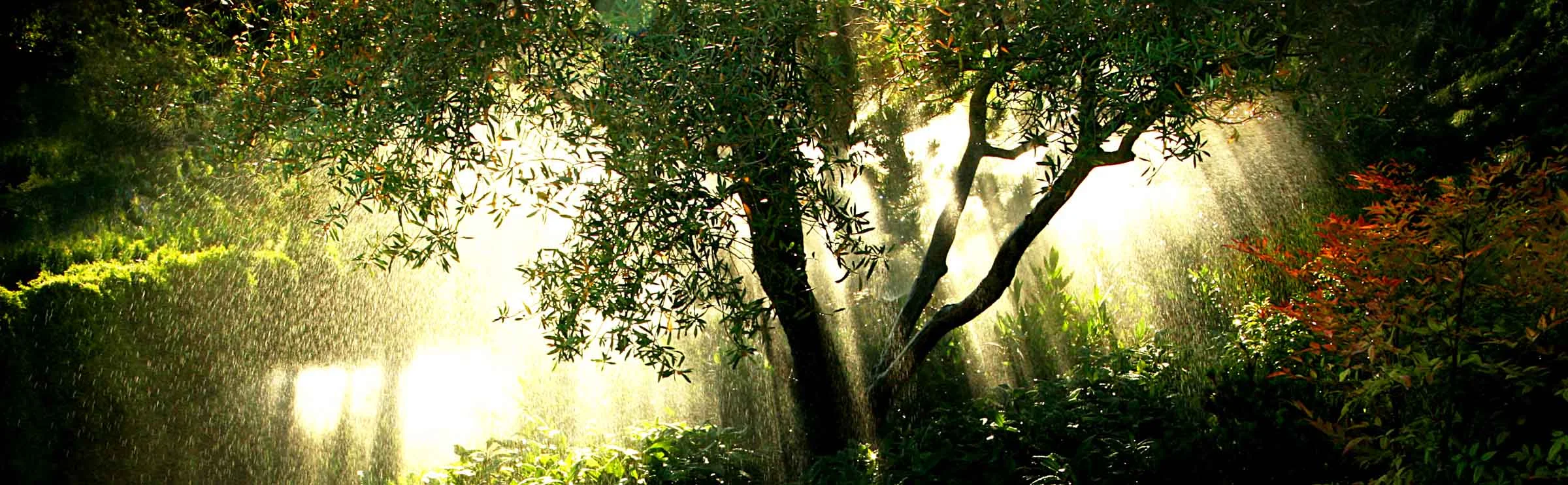 1wnw2 tree and irrigation2.jpg
