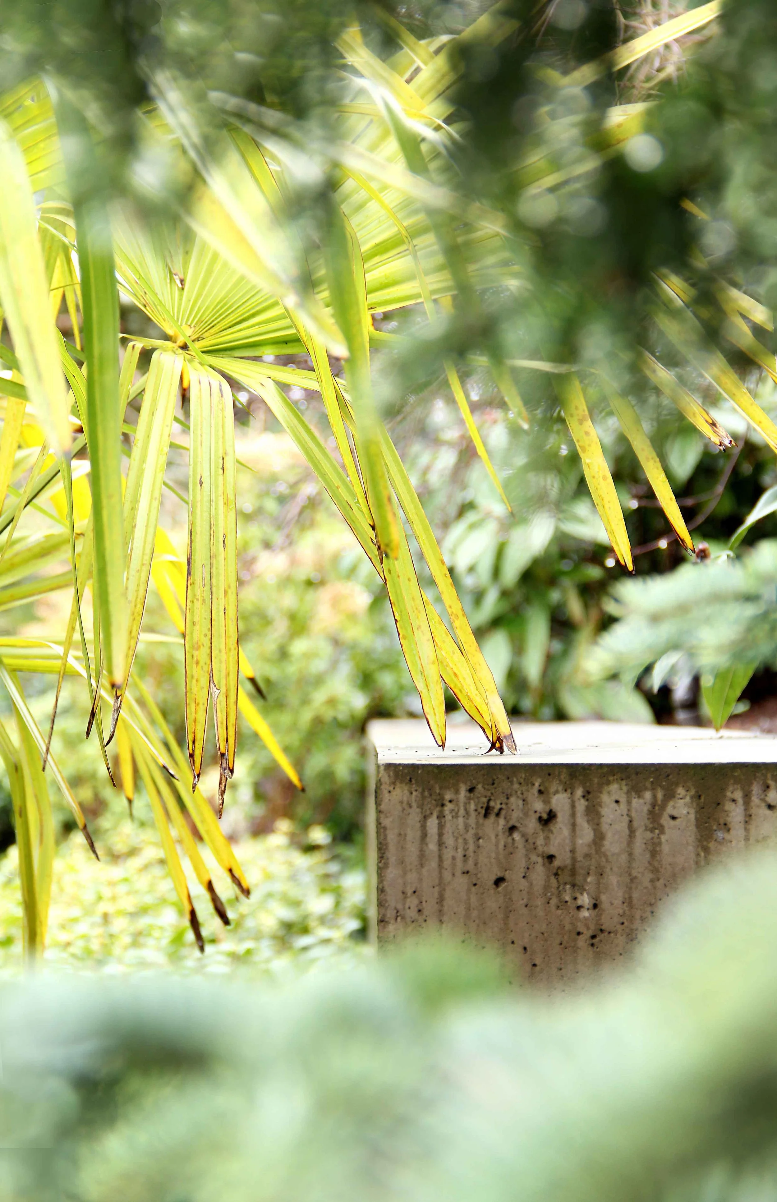3palm frond.jpg