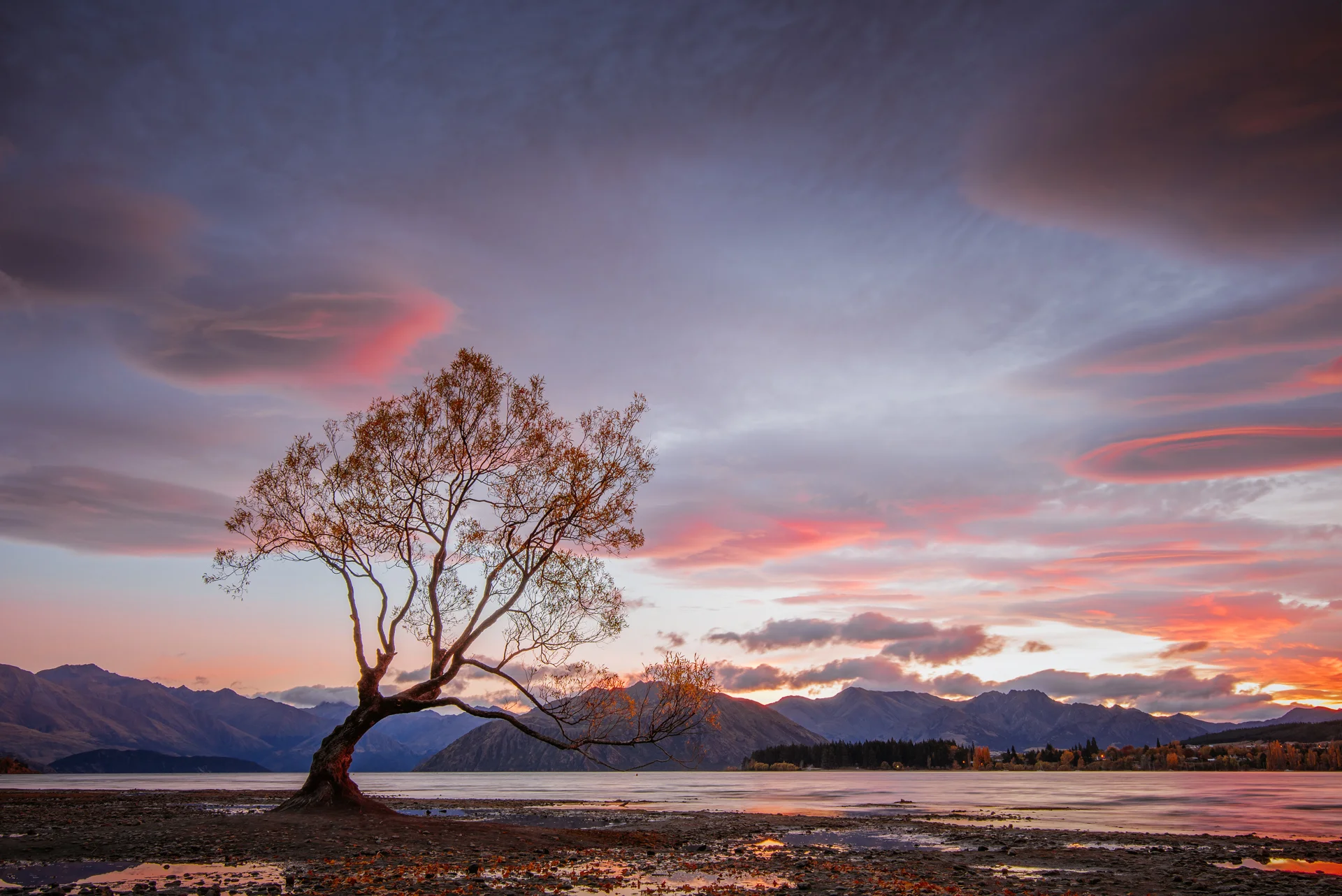 That Wanaka Tree, Wanaka, 2017