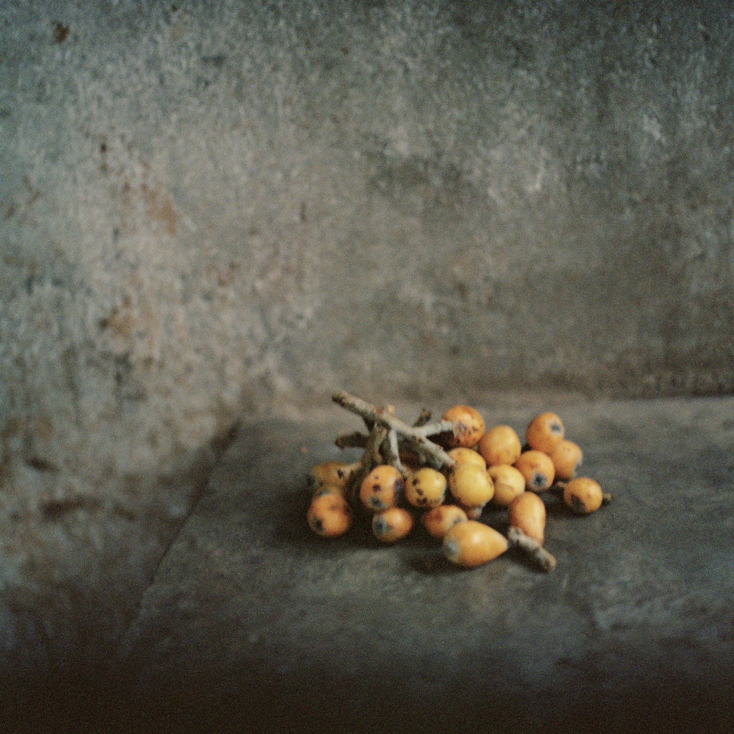 13.berries.jpg