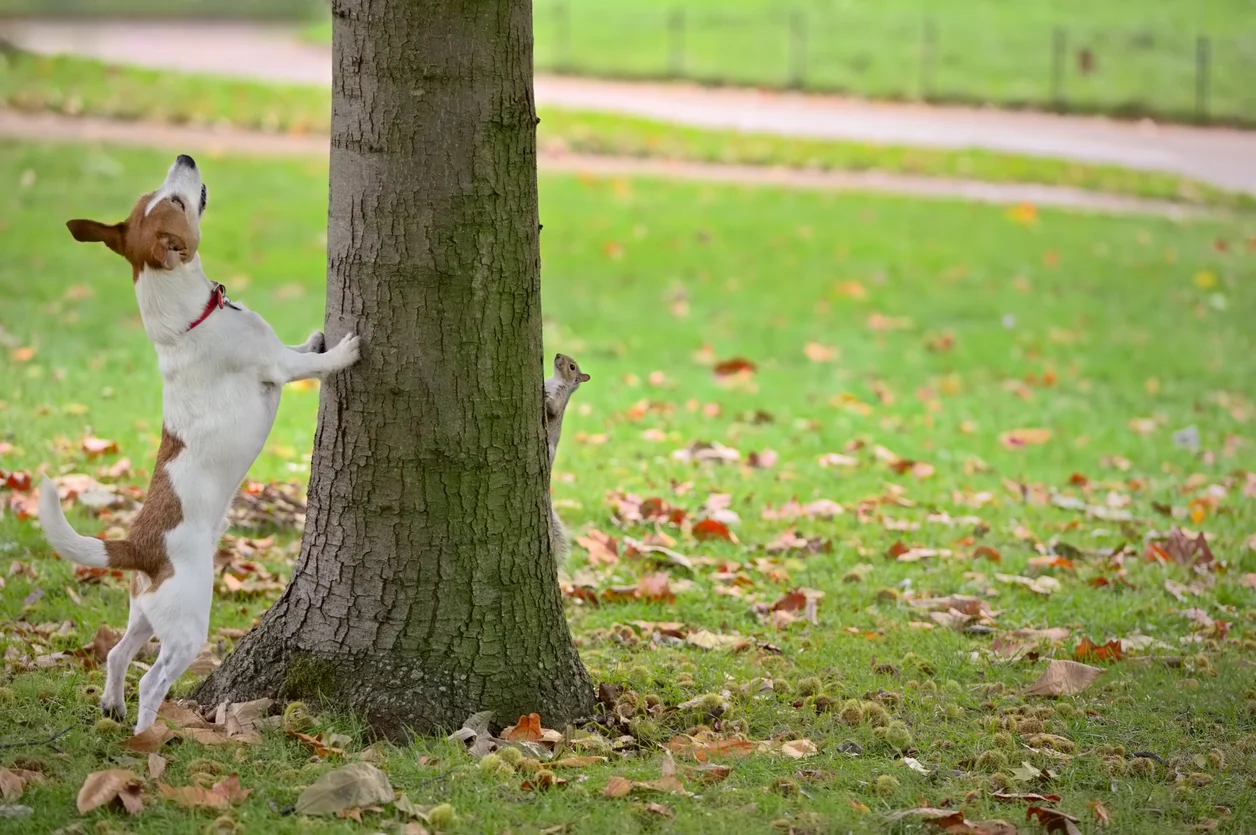 best way to train a squirrel dog