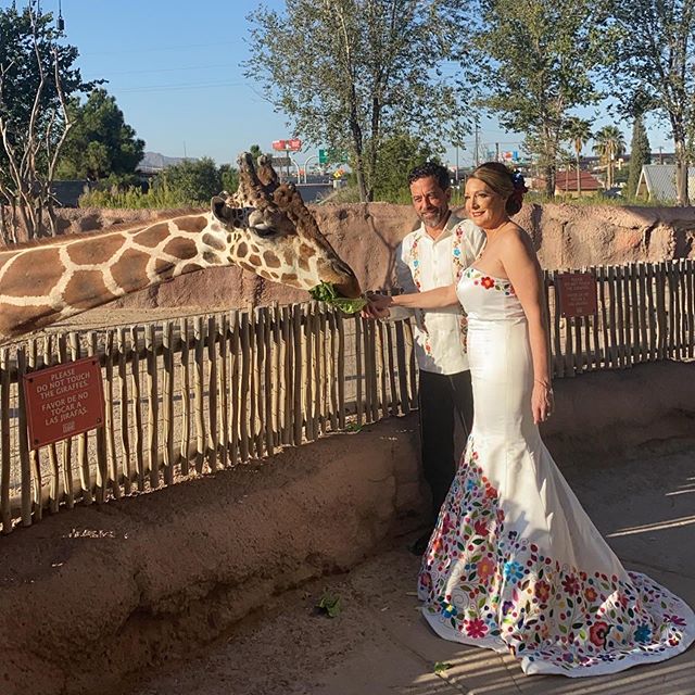 Congrats to Jennifer and Carlos, they got married in Ireland and celebrated here in El Paso at the @elpasozoo ! Her dress is stunning 😍 Pt. 1
#irelandwedding #elpaso #mexicantheme #wedding #bride #groom #giraffe #zoo #weddingplanner #floraldress