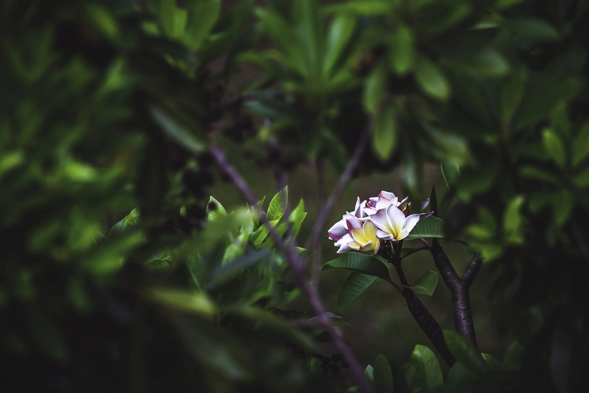 frangipani.jpg