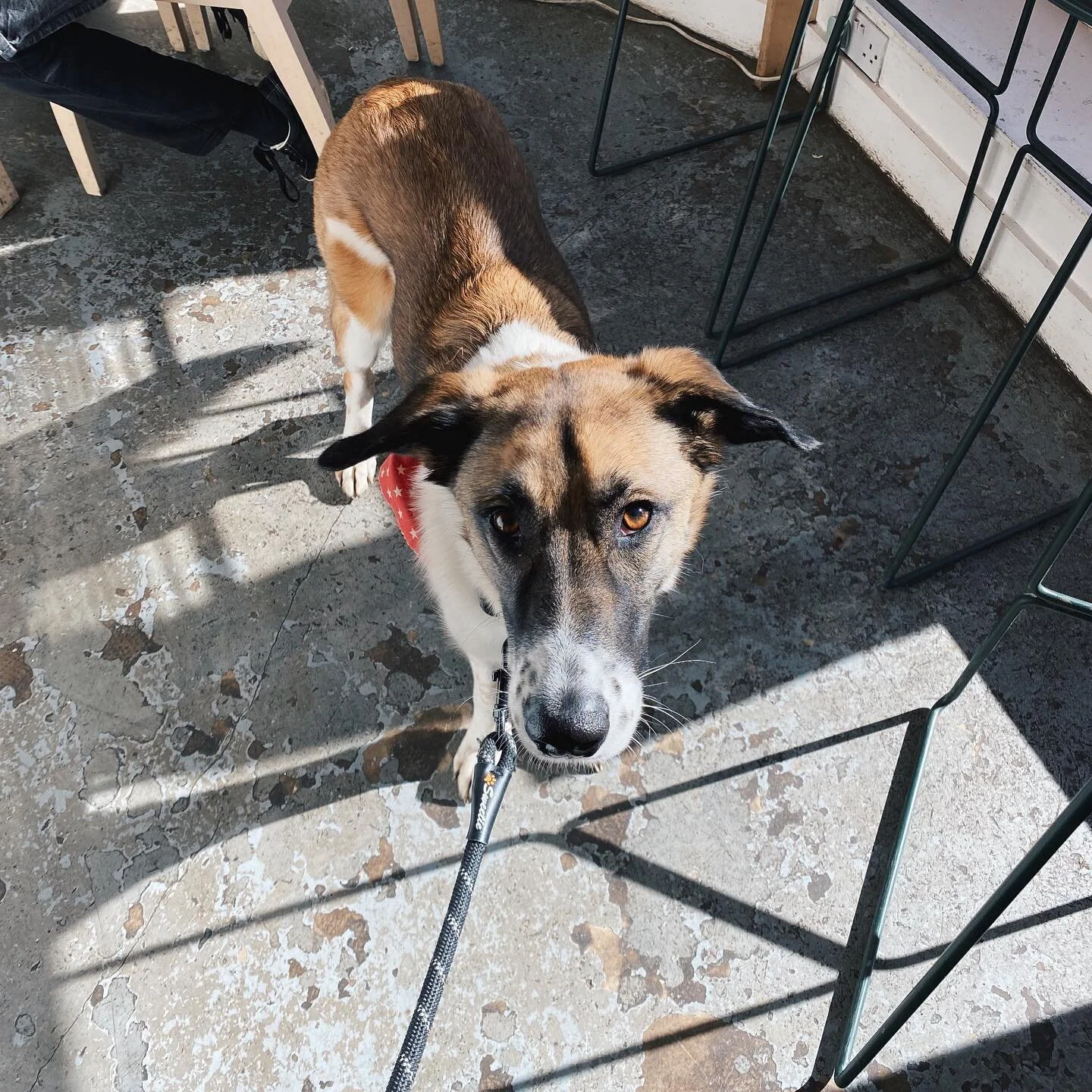 Those puppy dog eyes 🐶