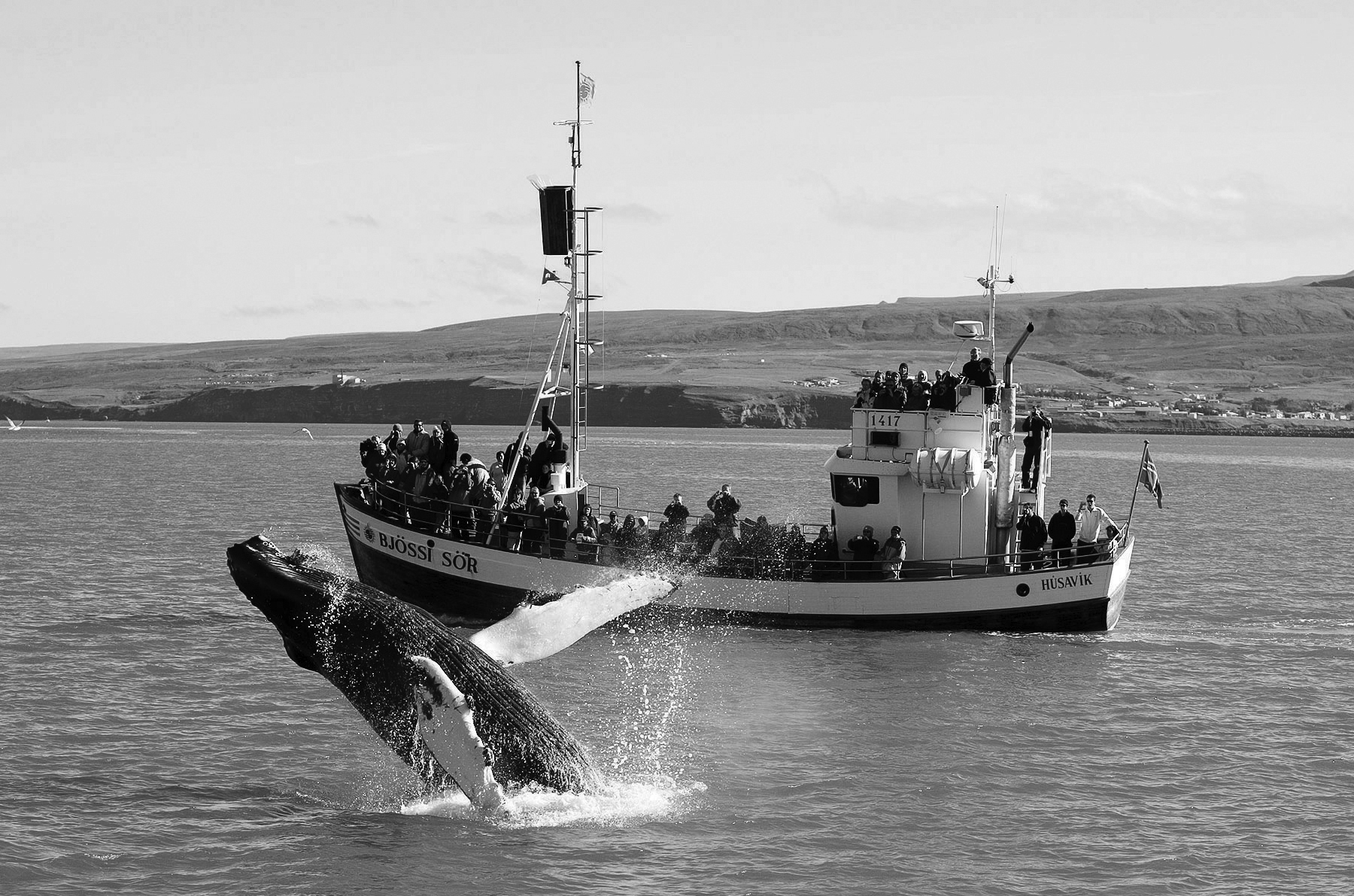 Humpback_near_Husavik_06-1.jpg
