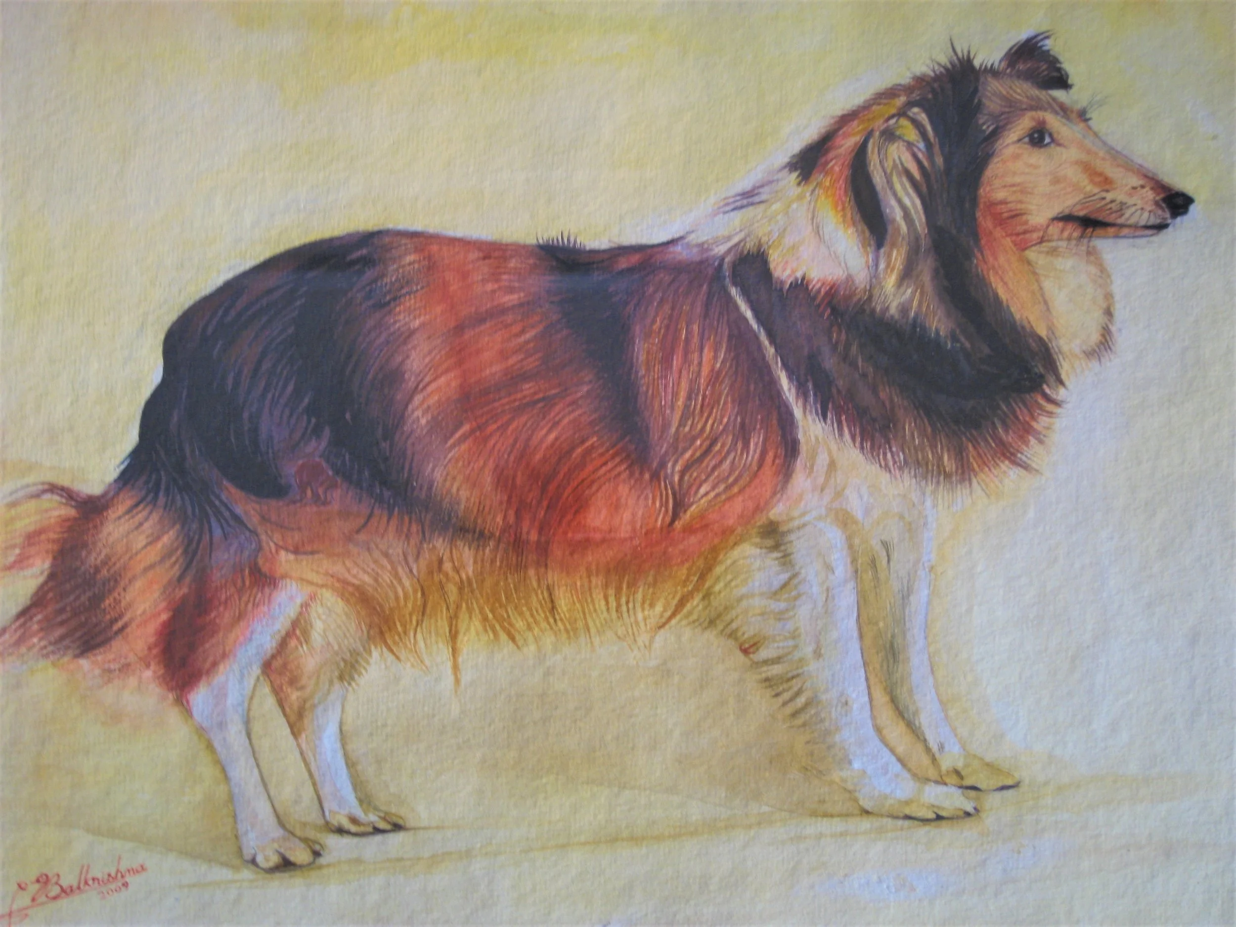 Collie, Watercolor, 11x14