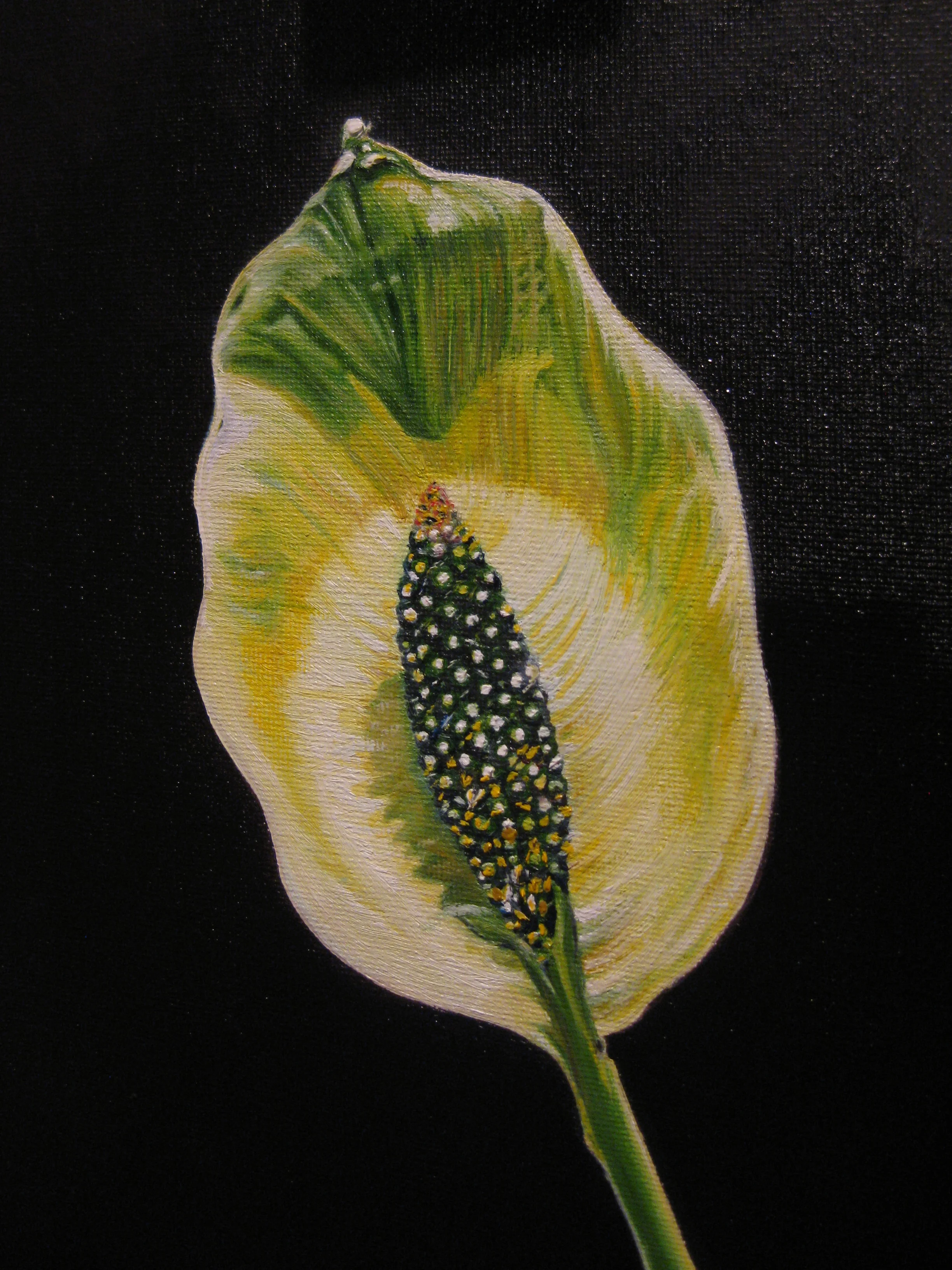 Peace Lily, Oil on canvas panel, 9x12