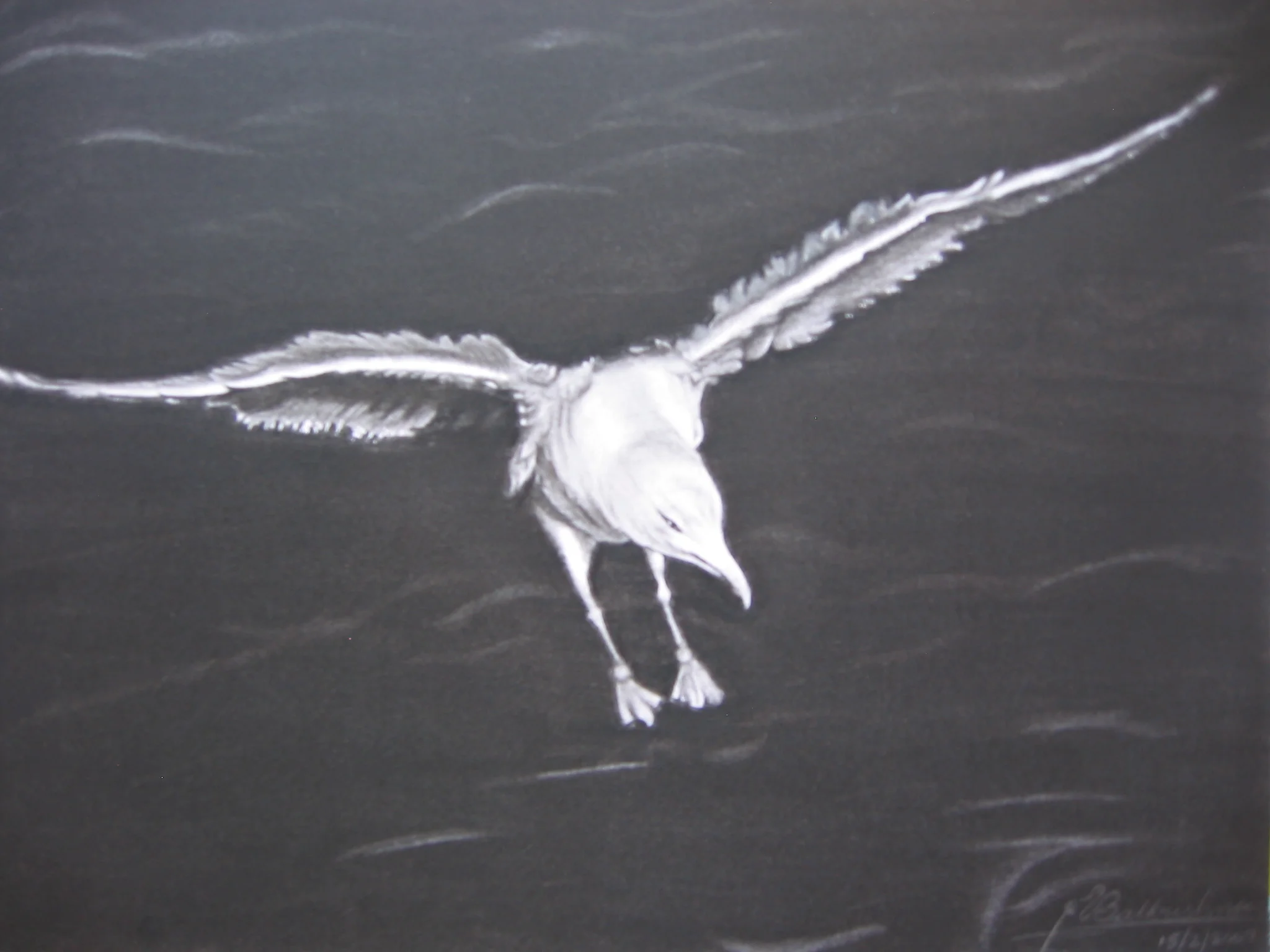 Seagull Landing, Graphite, 8x10, Collection Klara Hanincova
