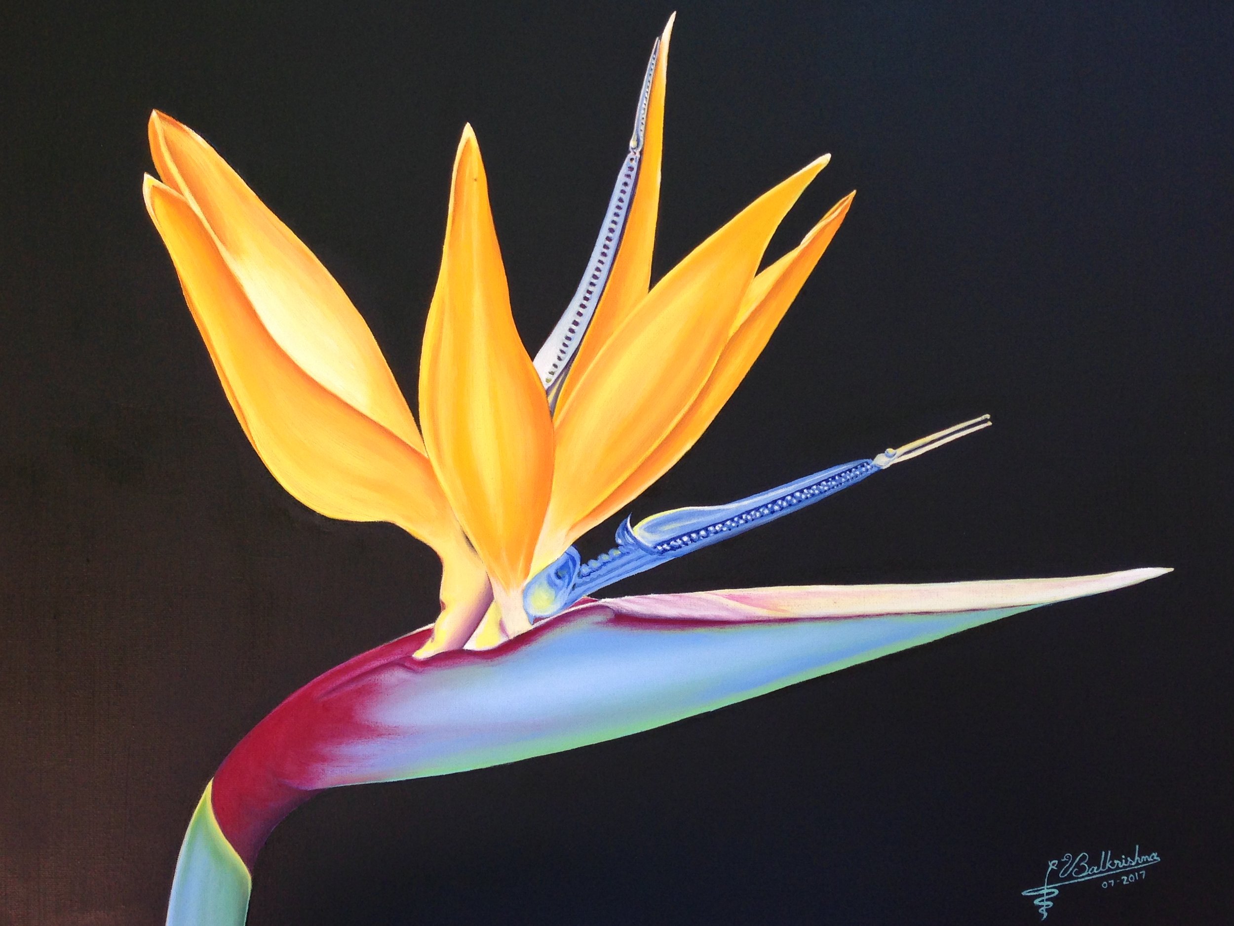 Bird of Paradise, Oil on canvas, 18x24, Collection:  Madhava Murthy