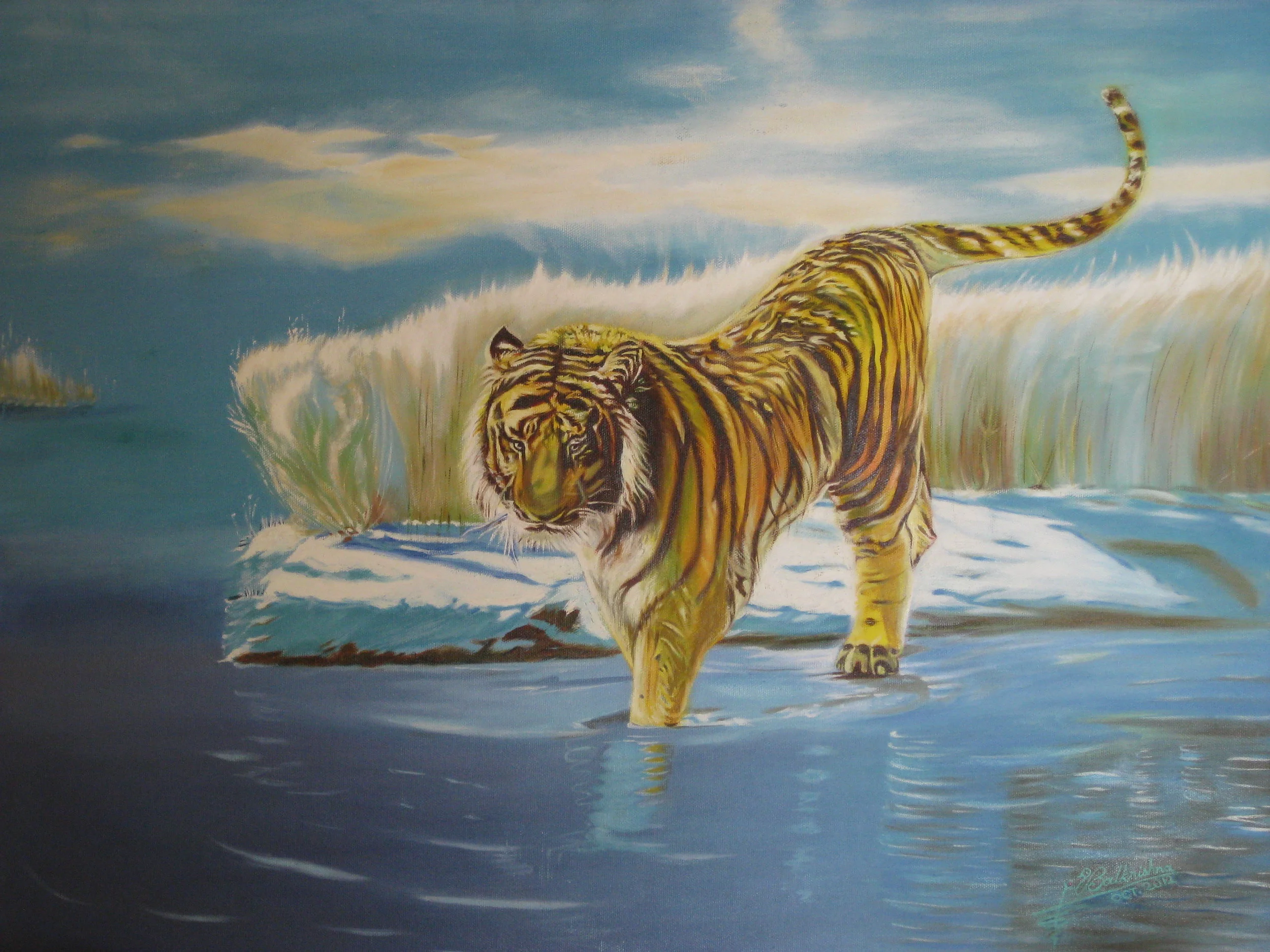 Tiger, Oil on canvas, 18x24, Collection Stefan Haninec