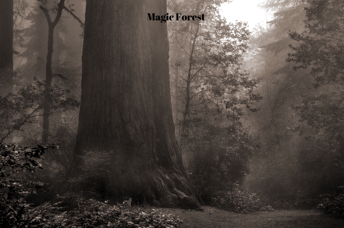 The Magic Forest.jpg