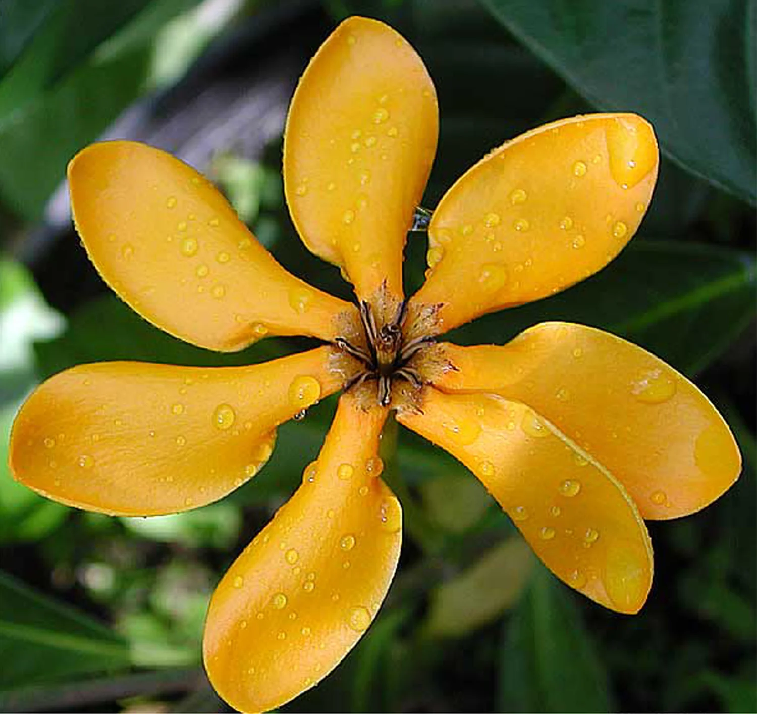 Ylang-ylang7.jpg