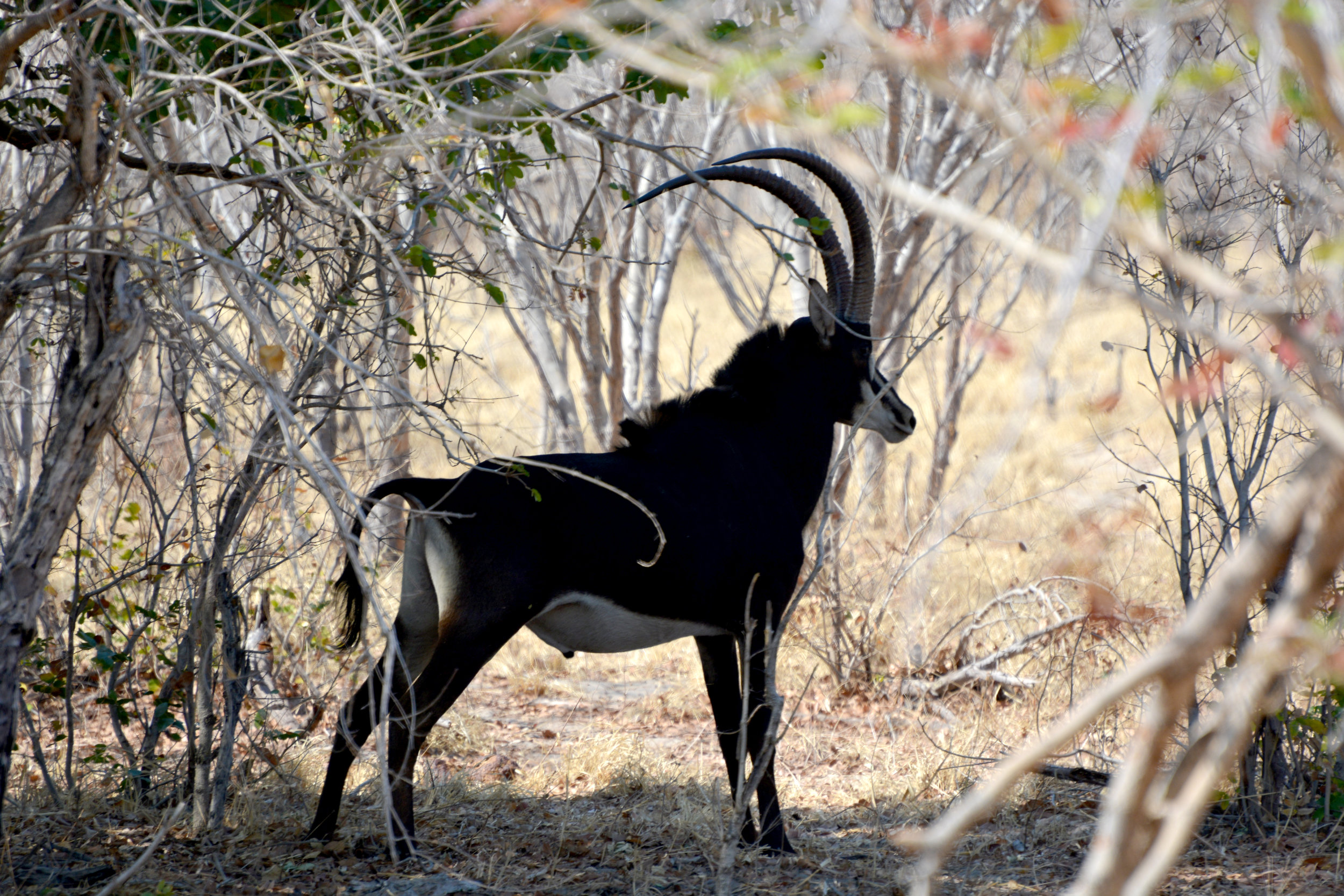 Sable Antelope 3.jpg