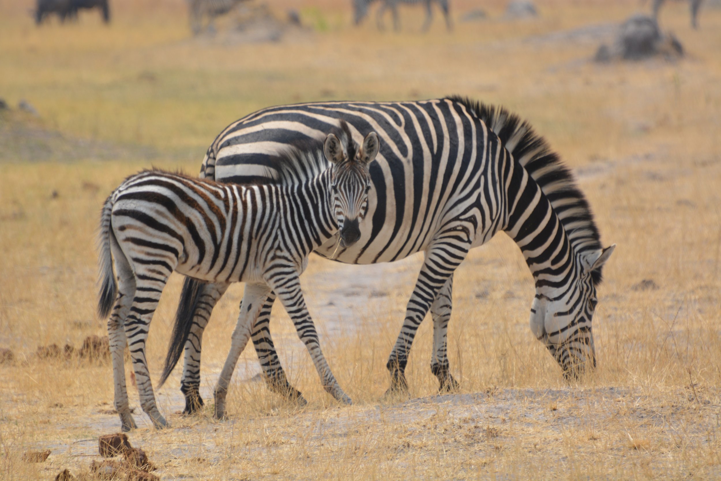Mom and baby zebra.jpg