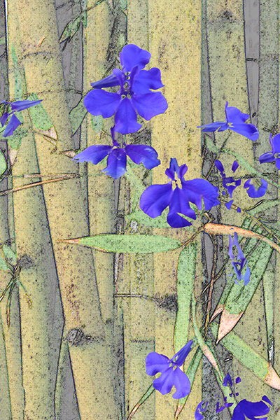Bamboo with blue.jpg