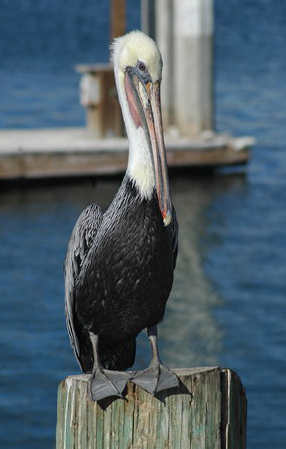 Pelican on post 1.jpg