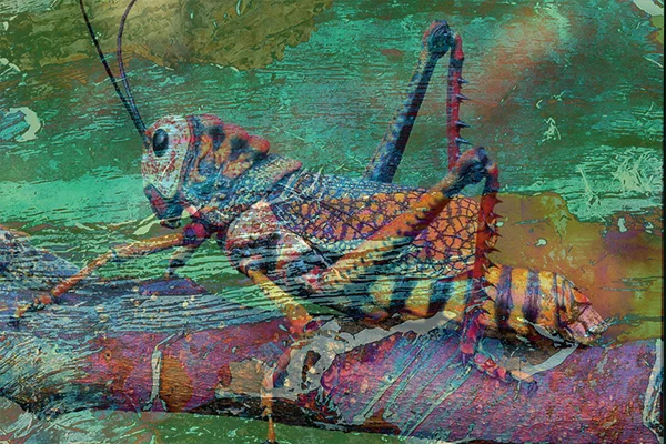 GRASSHOPPER ART .jpg