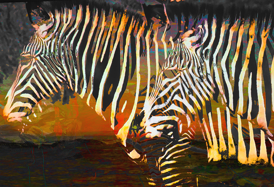 Color Zebras  3 4x6psd.jpg