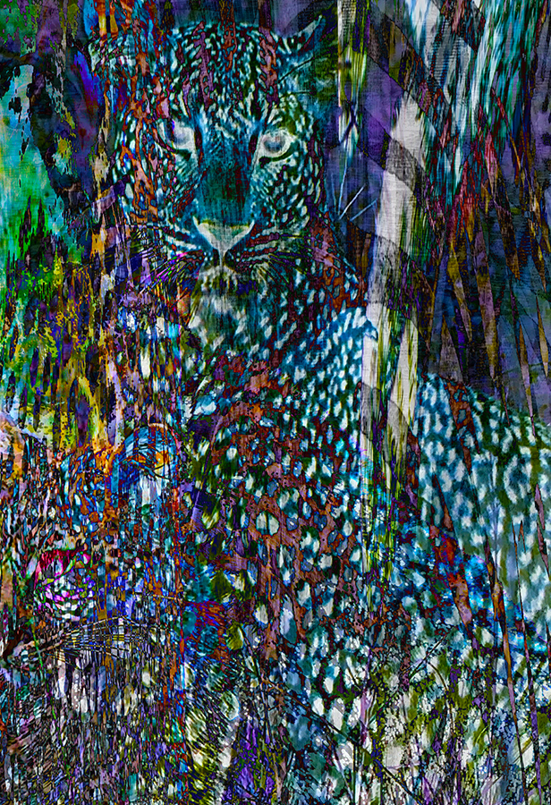 Color cat only 113x19.jpg