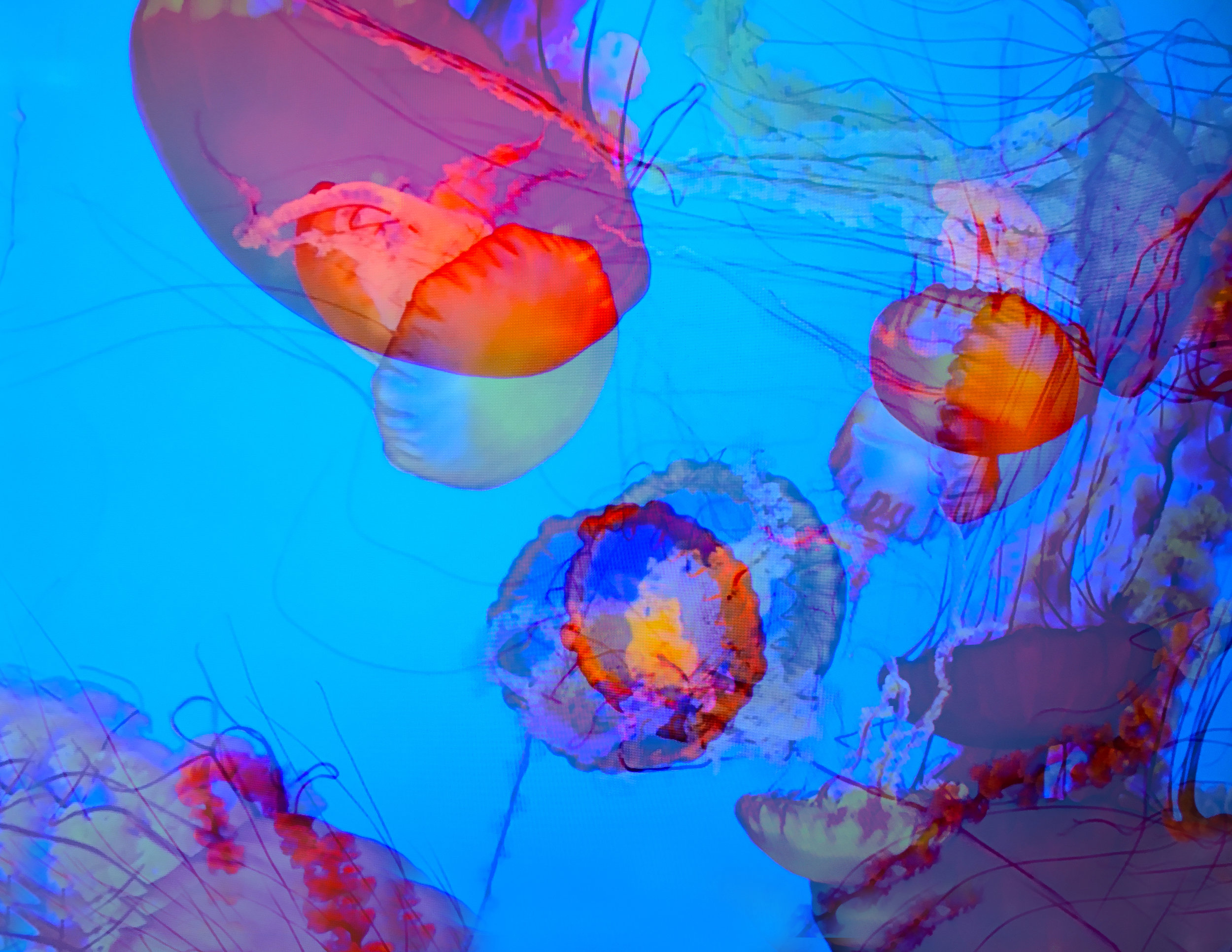 Double Jellyfish 2.jpg