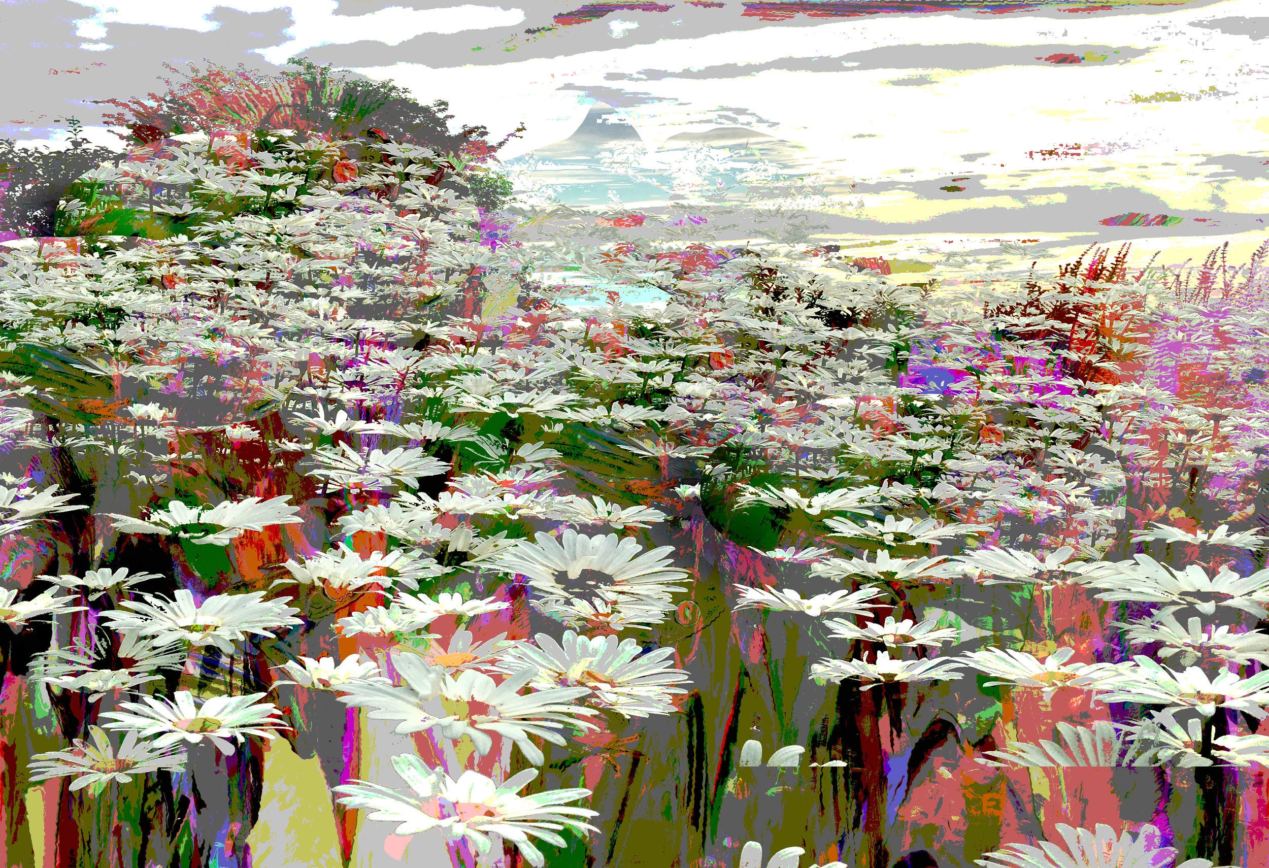 Field of daises.jpg