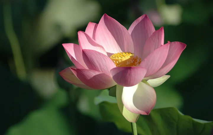 Echo park Lotus flower 4x6.jpg