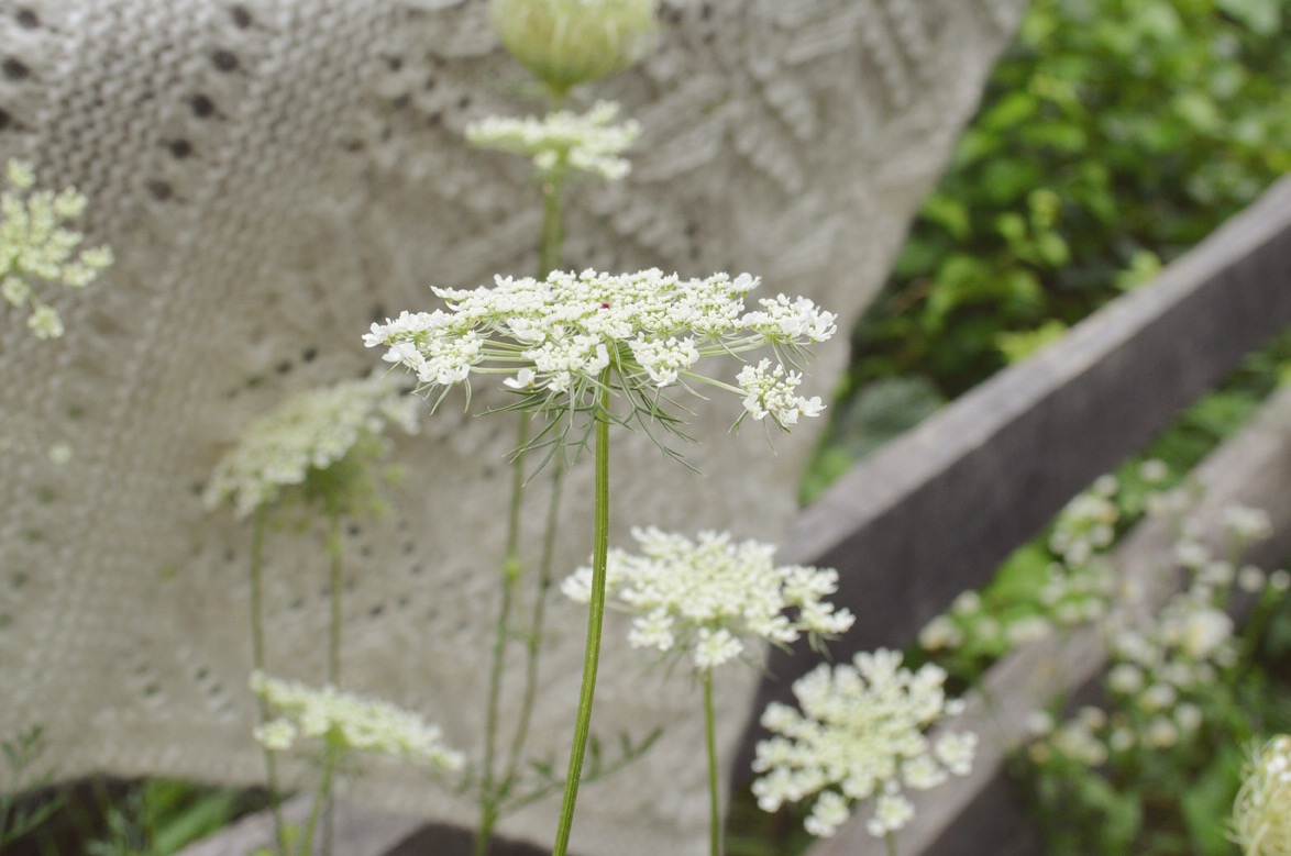 Summer lace — in nature and in knitting