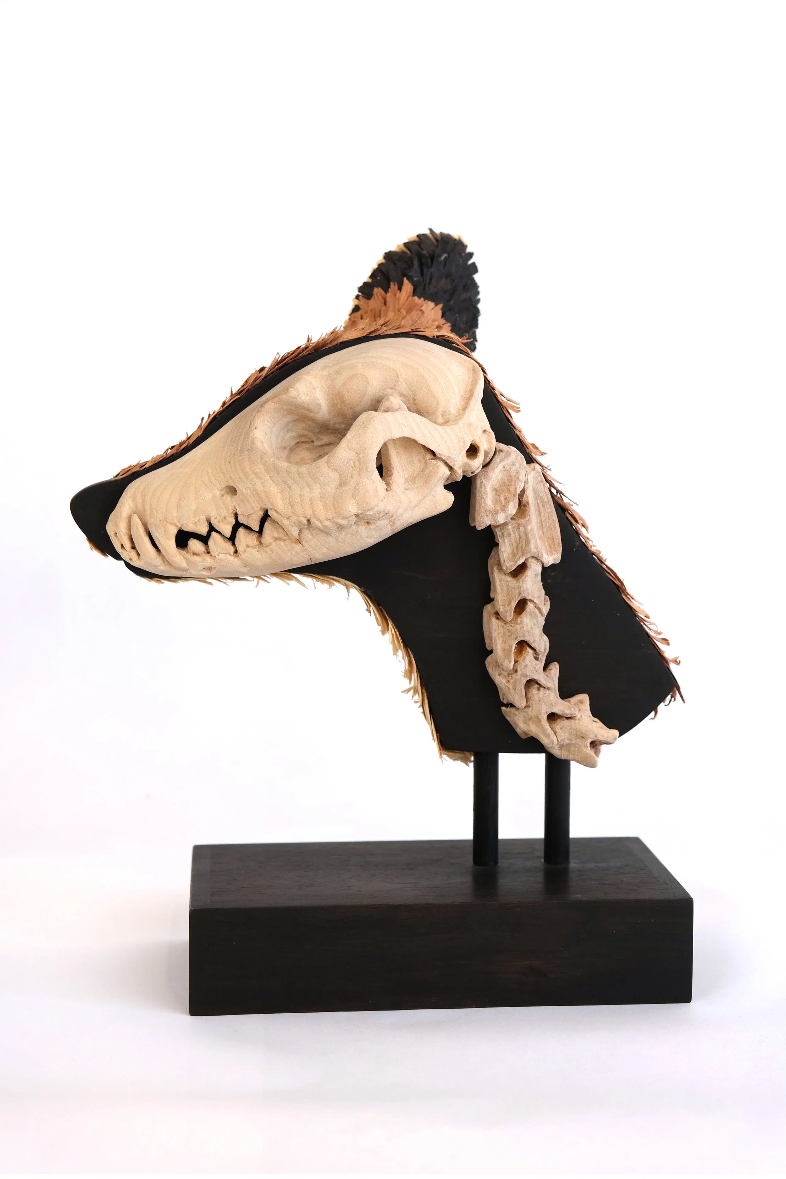 Red Fox, Vulpes vulpes (cross-section)<br/>2015 wood and glass eyes 11" x 6" x 9"