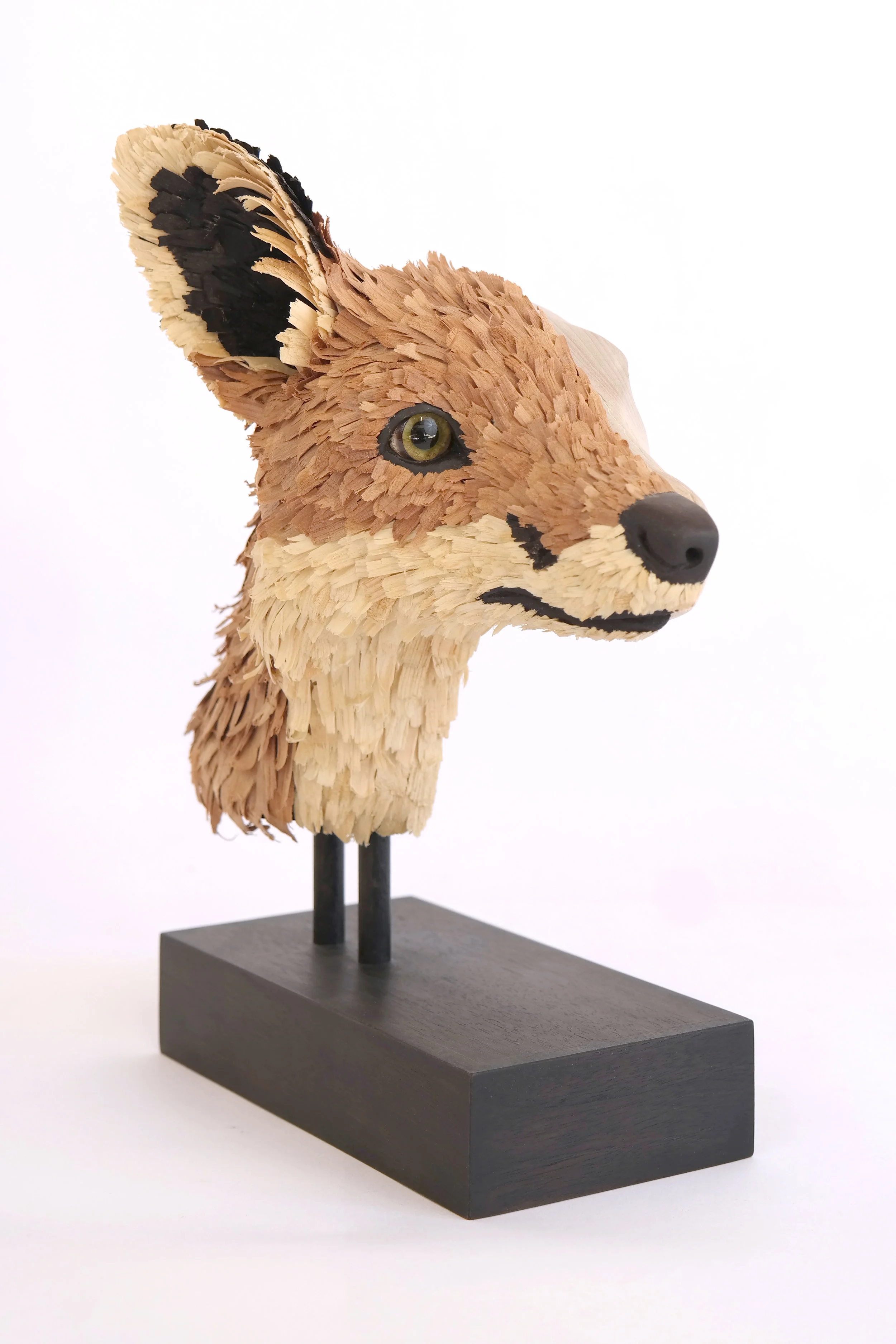 Red Fox, Vulpes vulpes (cross-section)<br/>2015 wood and glass eyes 11" x 6" x 9"