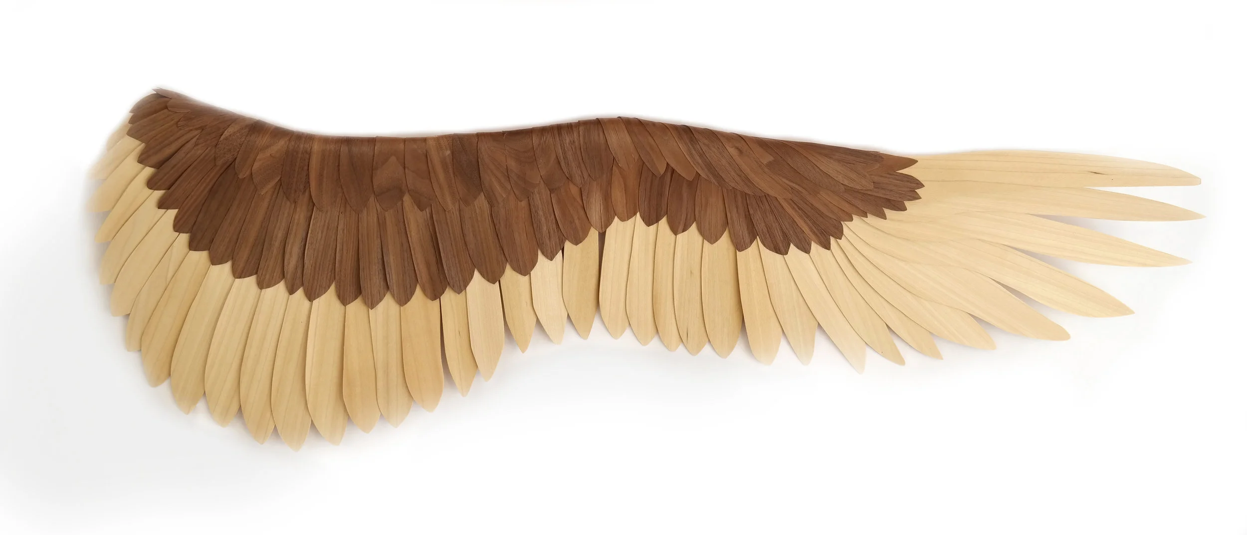 Golden Eagle Wing<br/>2017 wood 14" x 43" x 4"