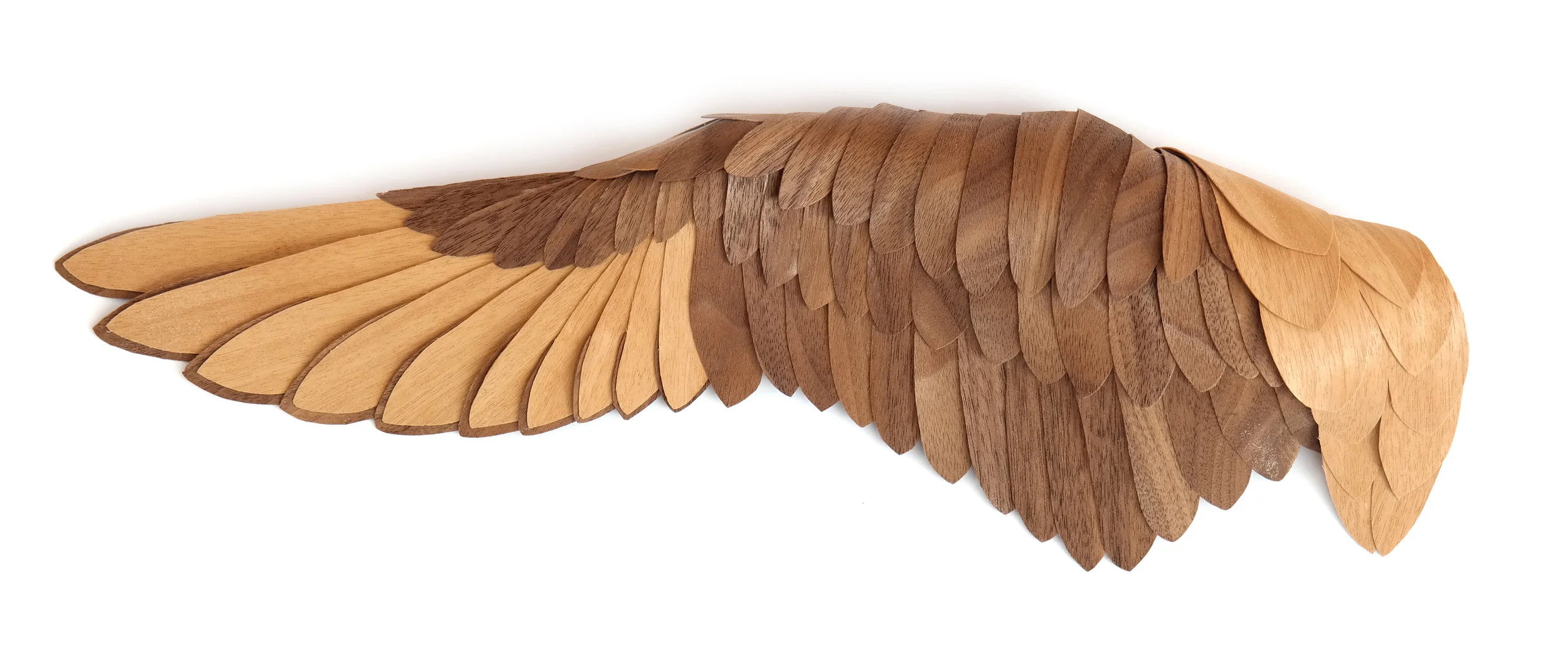 Magpie Wing<br/>2017 wood 5" x 15" x 2"