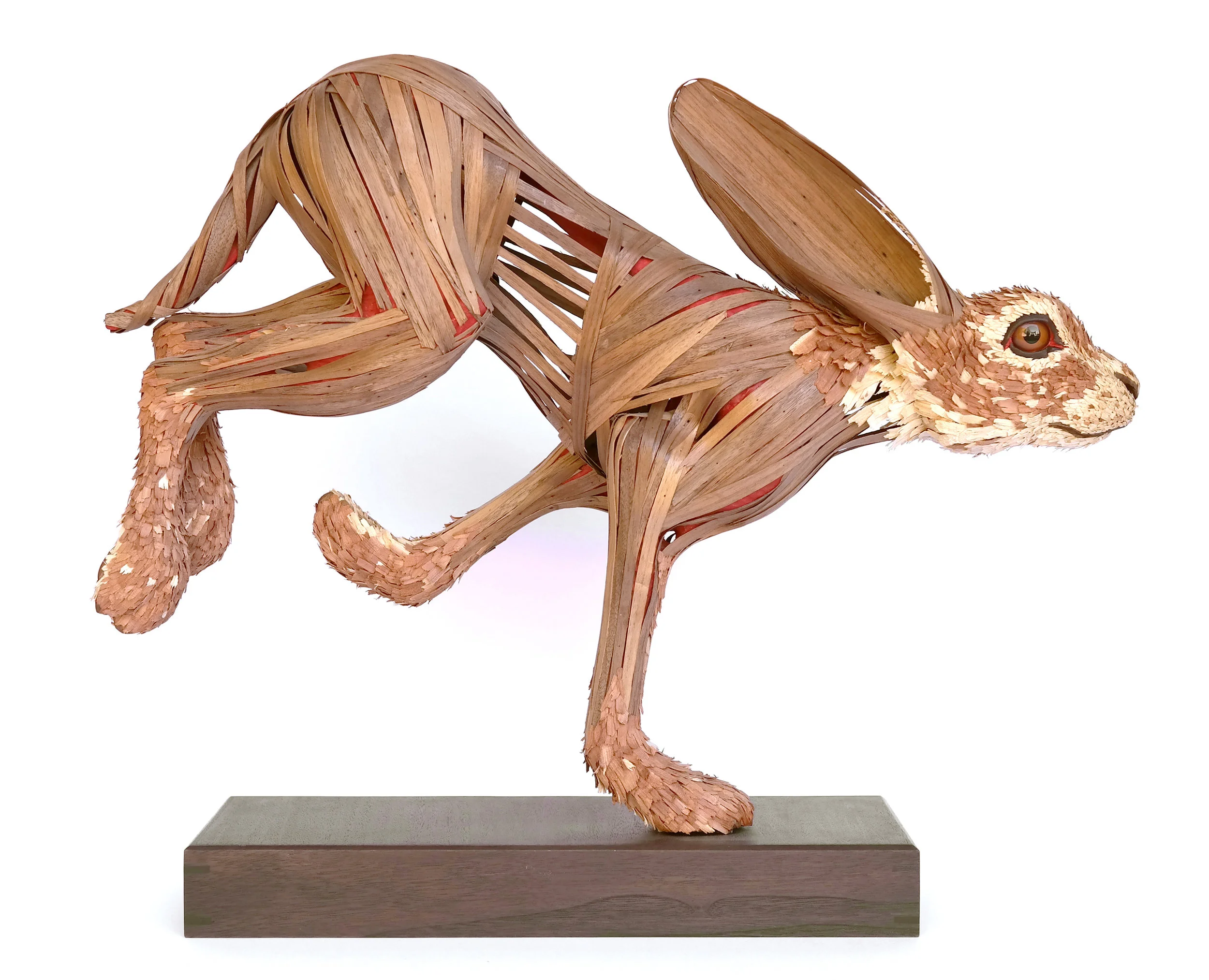 Jackrabbit (Lepus californicus)<br/>2014 wood and glass eyes 20" x 23" x 7"