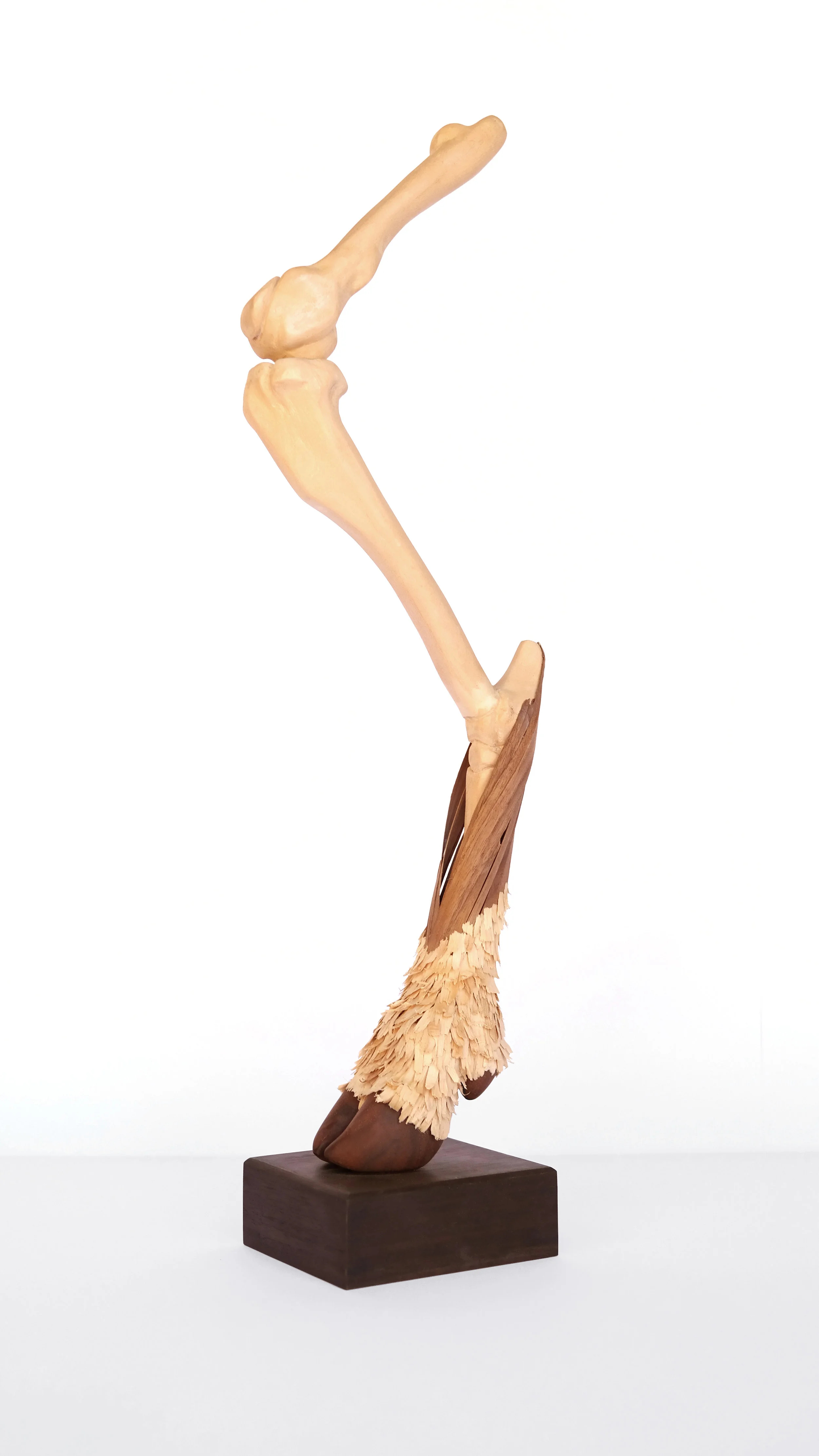 Sheep's Leg<br/>2014 wood 27" x 5" x 7"