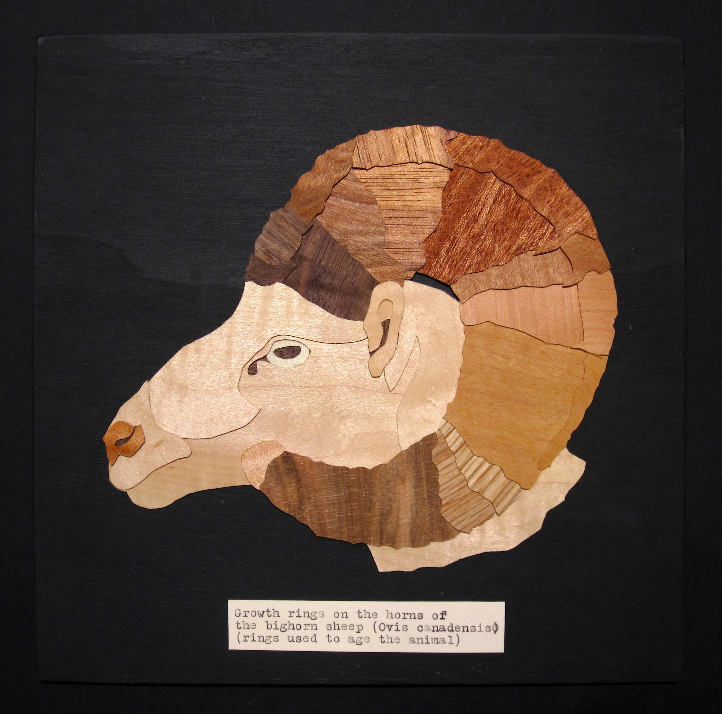 Growth Rings on the horns of the big horn sheep<br/>2013 wood veneer 9" x 9"