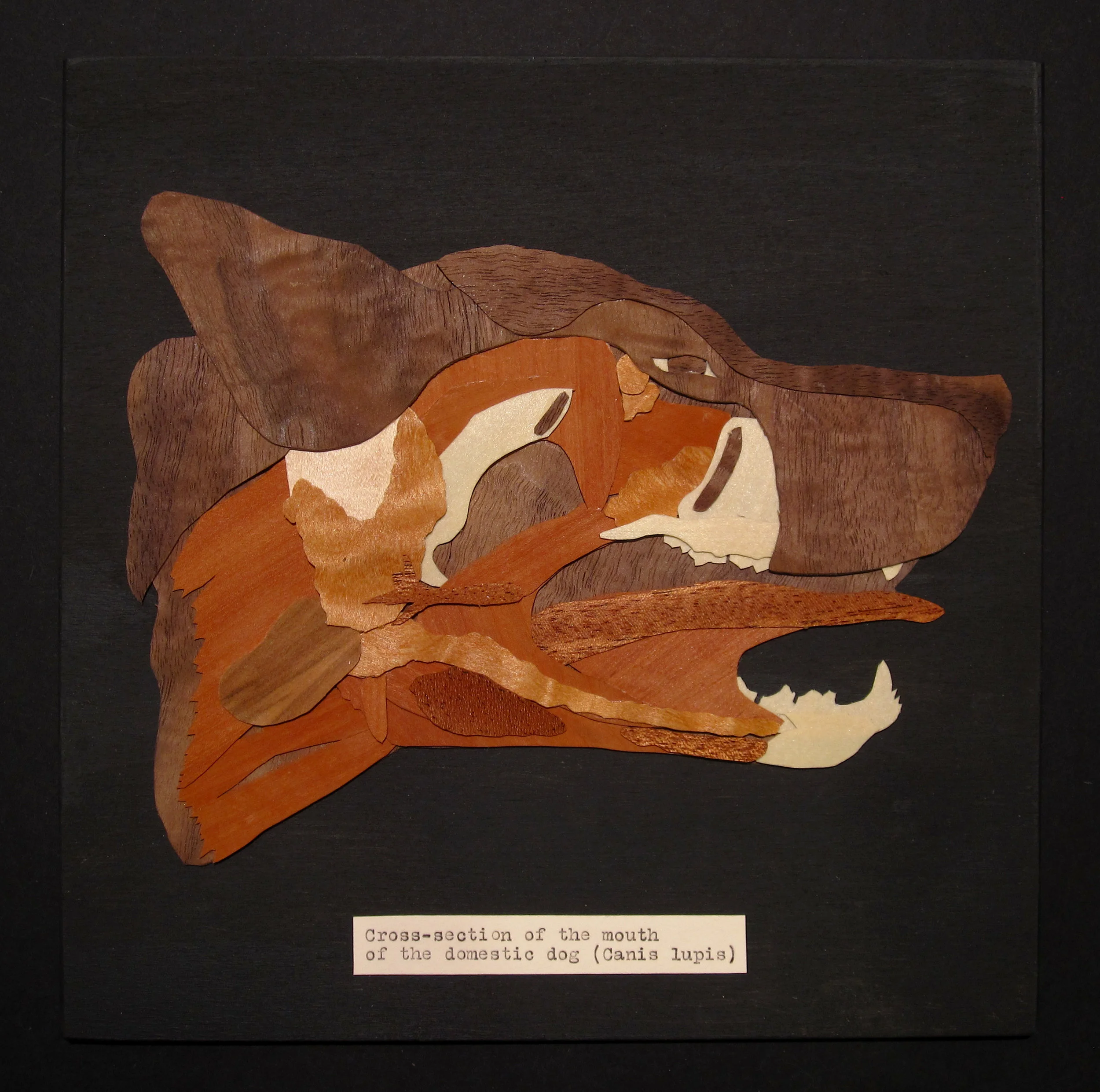 cross-section of the mouth of the domestic dog<br/>2013 wood veneer 9" x 12"